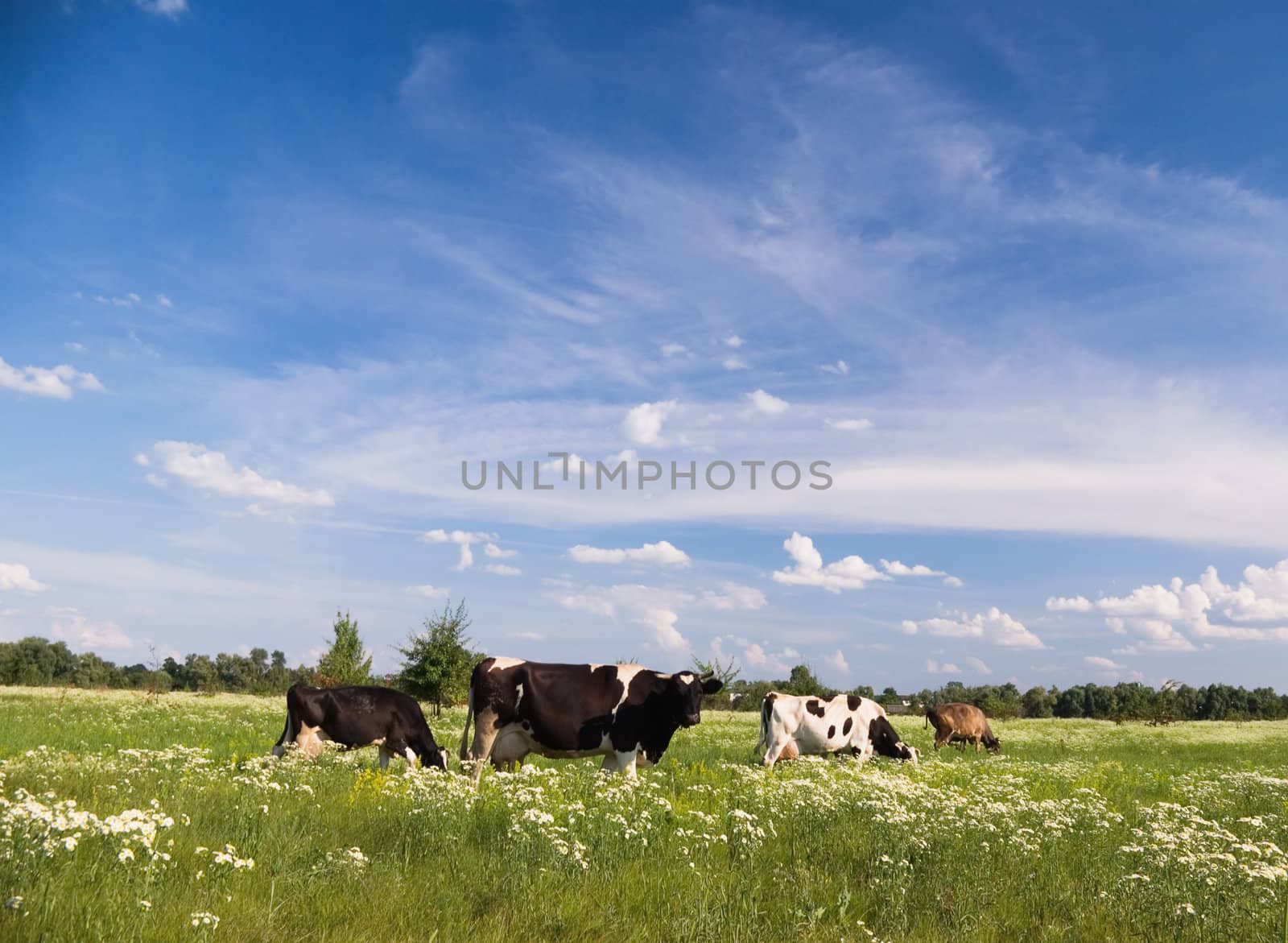 Cows in a beautiful dandelion covered field.