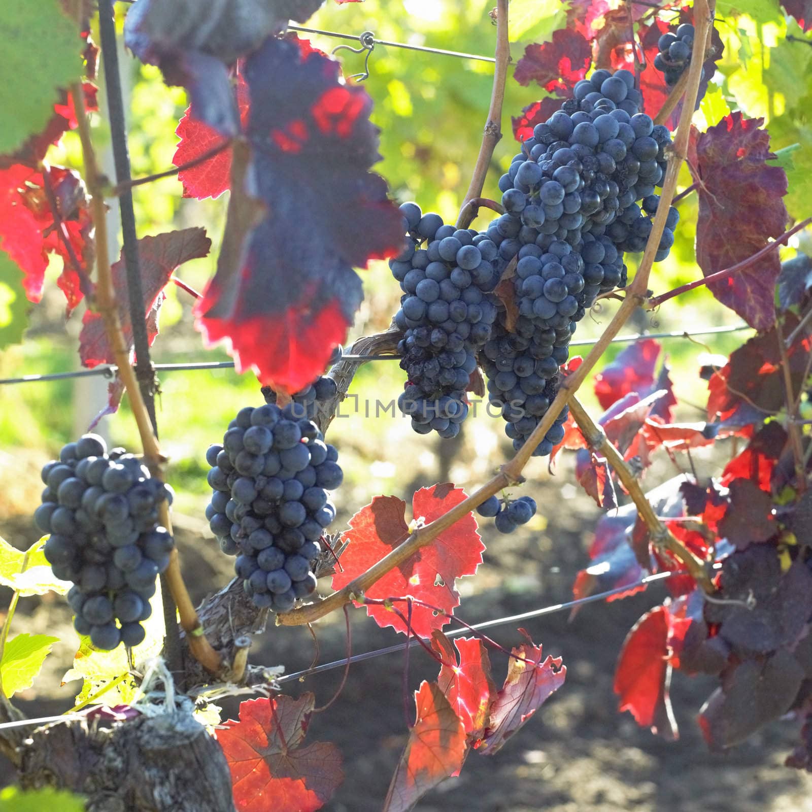 grapevines in vineyard (frankovka), Czech Republic