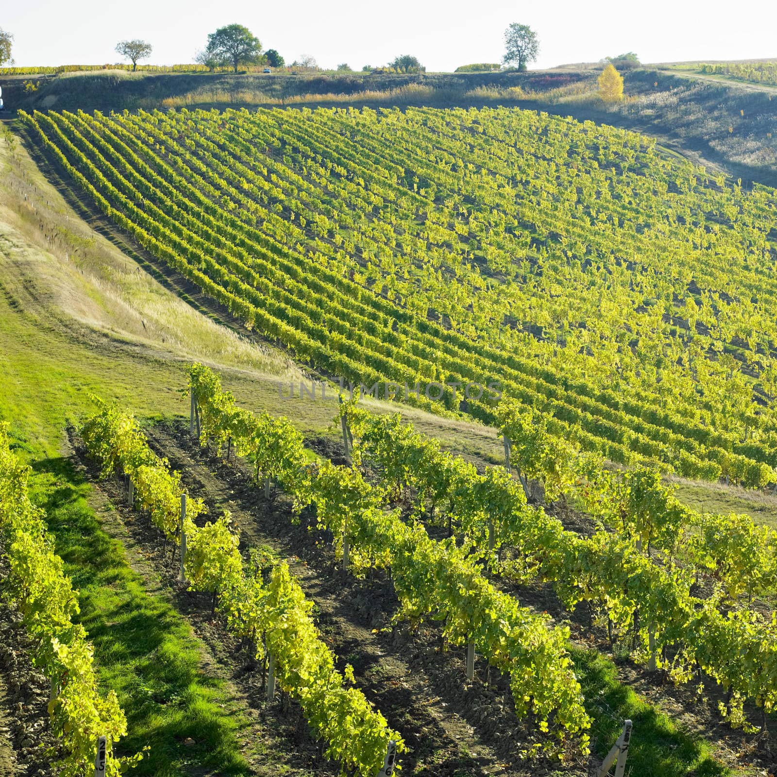 vineyard Ulehle, Livi Dubnany, Czech Republic by phbcz