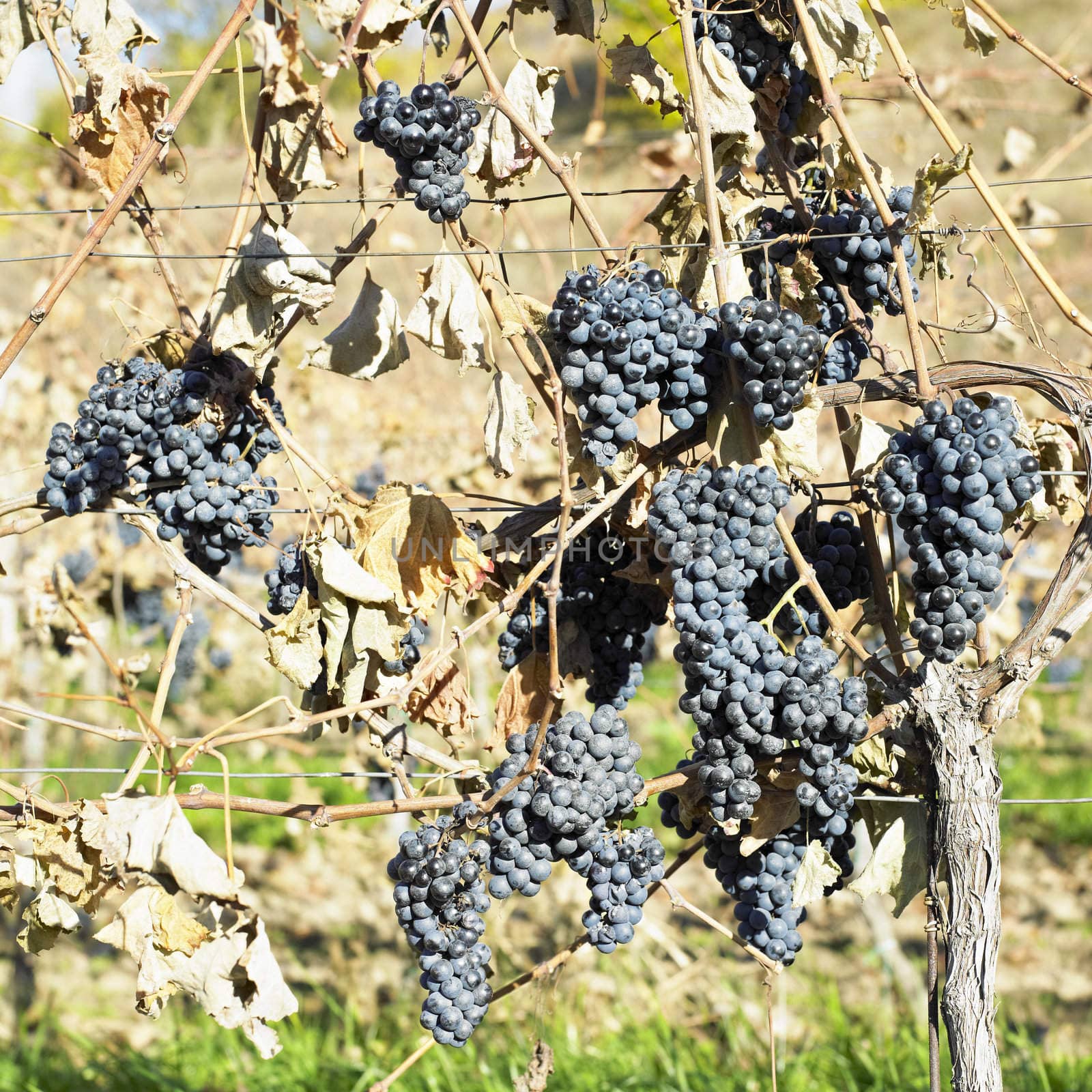 grapevines in vineyard (cabernet moravia), Czech Republic by phbcz