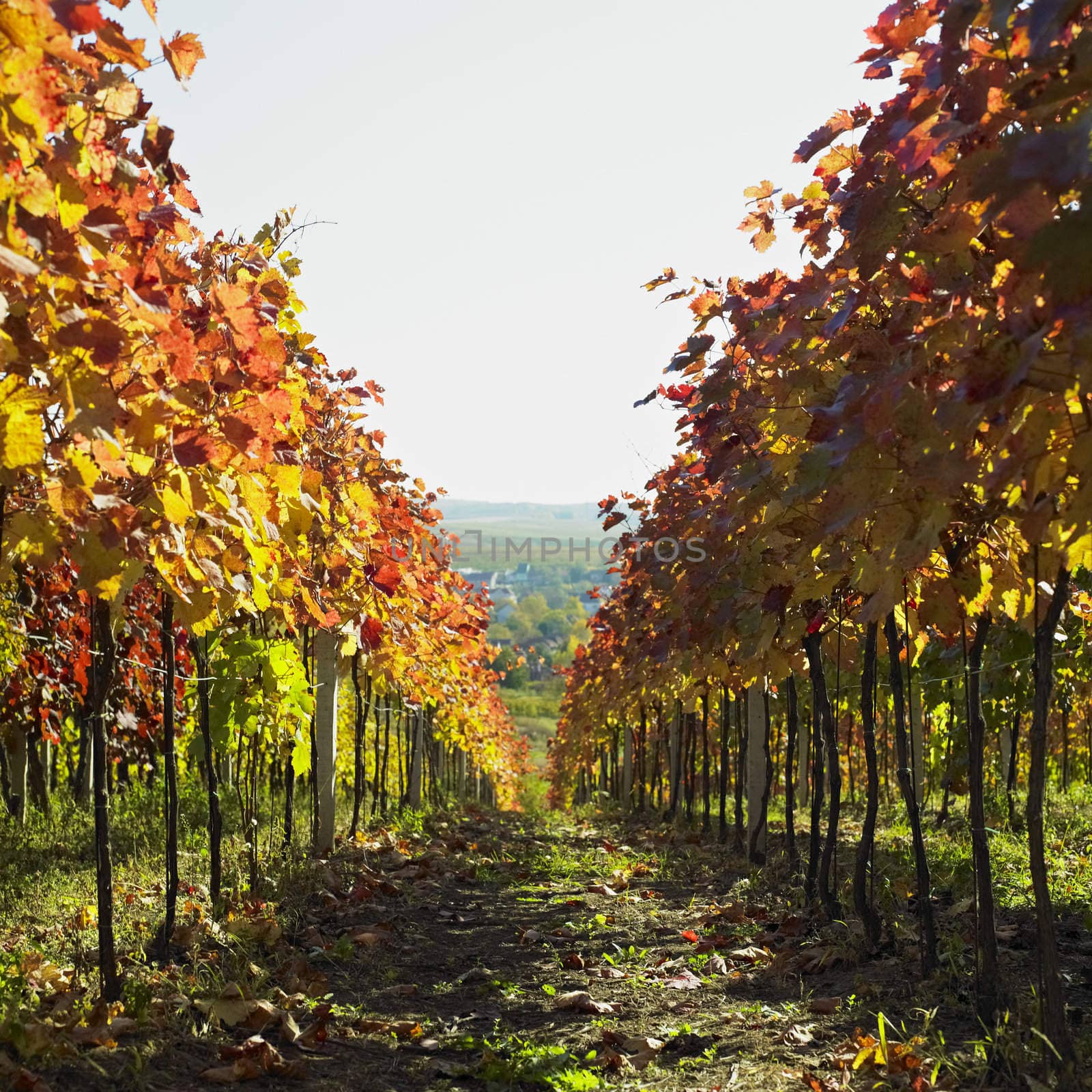 vineyard, Biza Winery, Cejkovice, Czech Republic