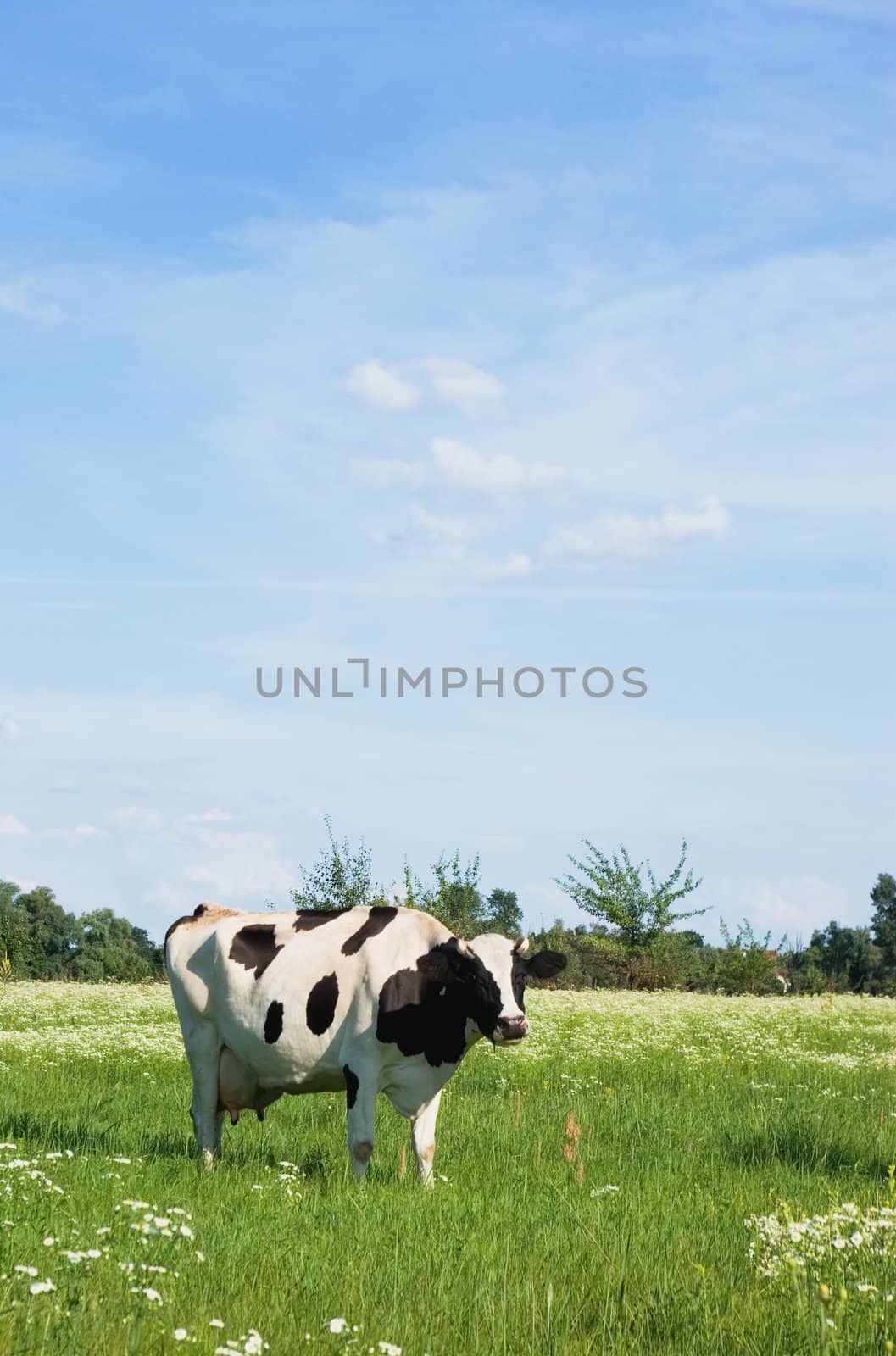 
Cows in a beautiful dandelion covered field.