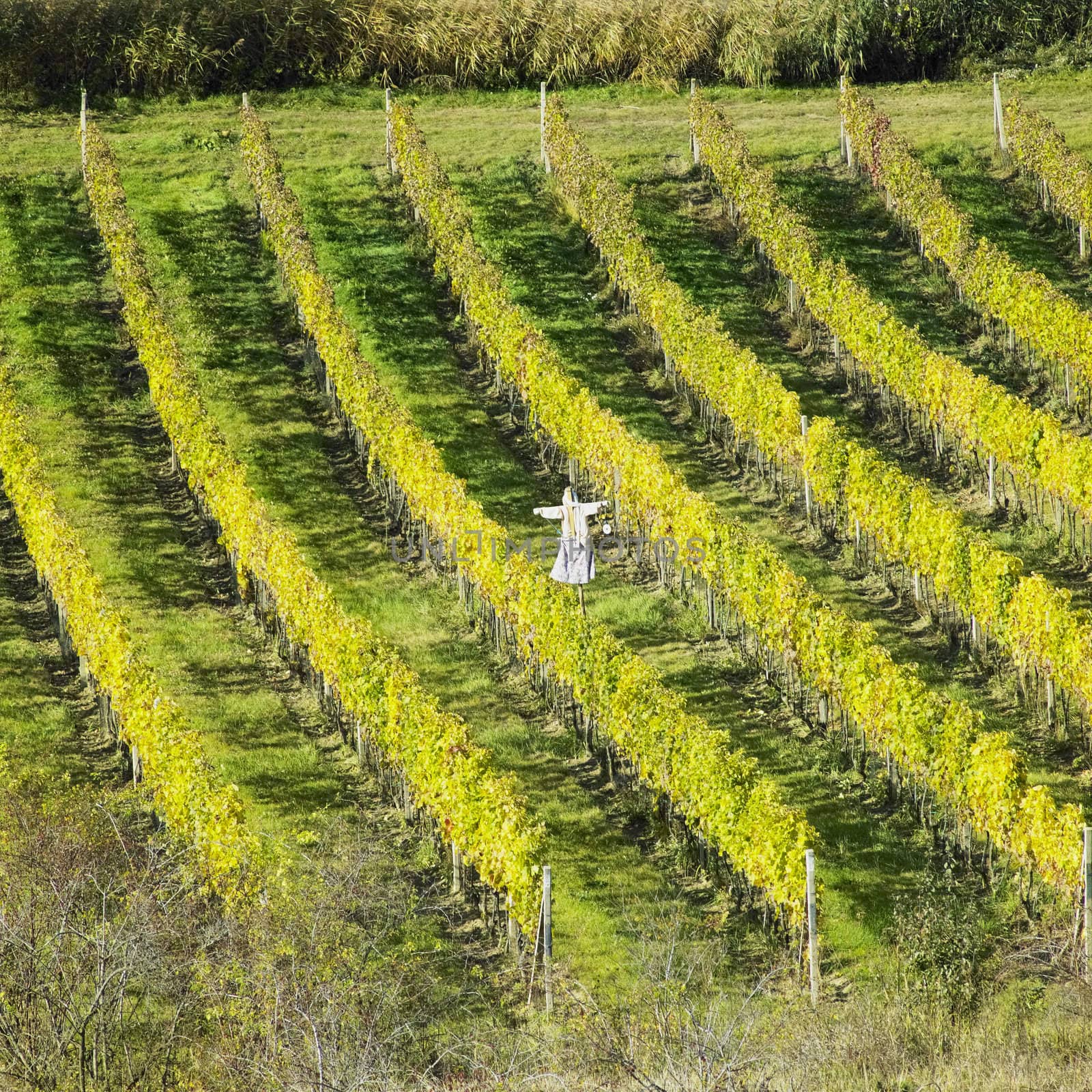 vineyards in Velke Bilovice region, Czech Republic by phbcz