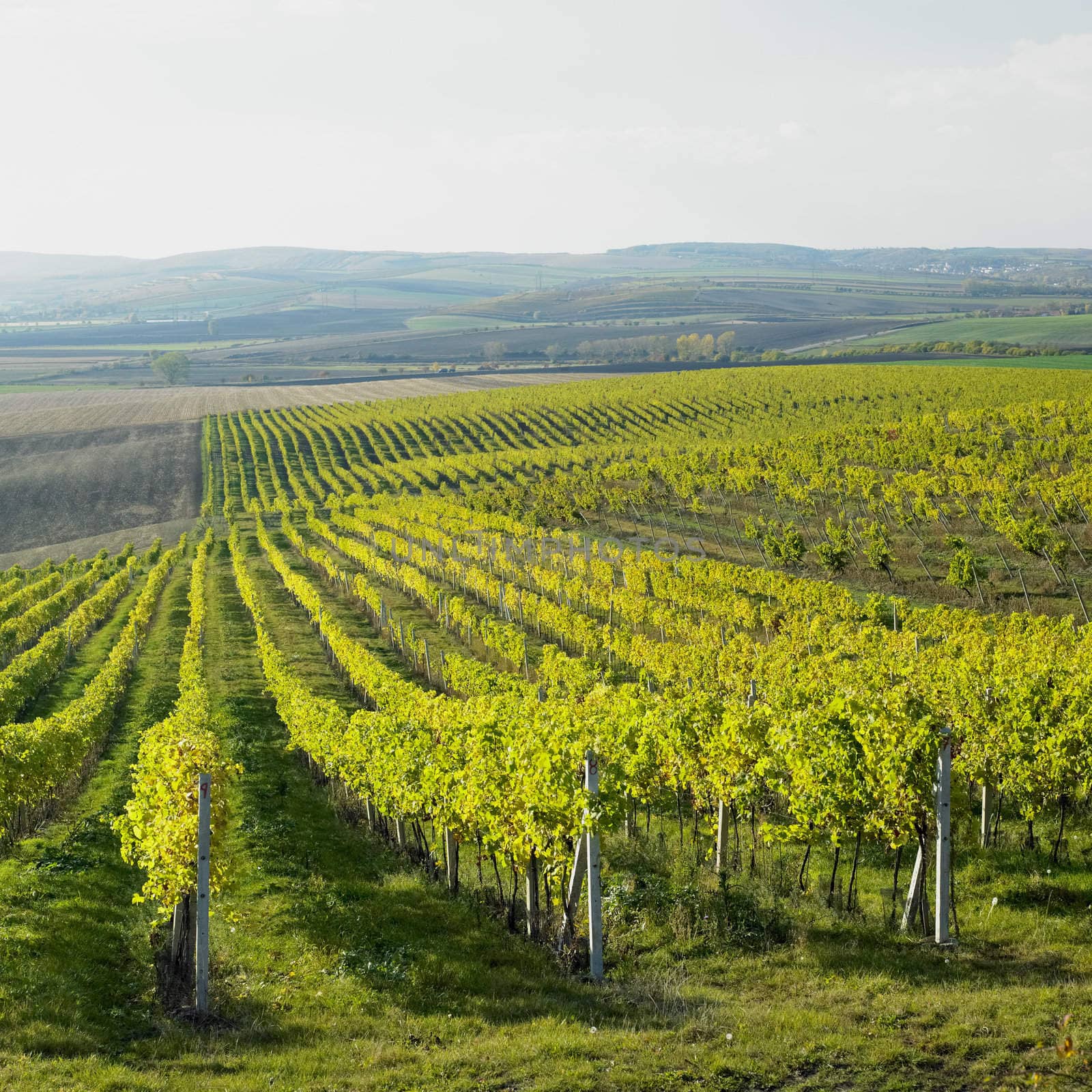 vineyard Ulehle, Livi Dubnany, Czech Republic by phbcz