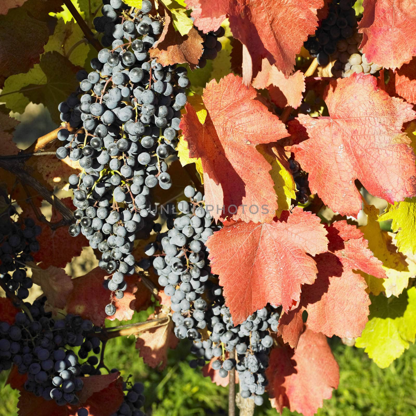 grapevines in vineyard, Czech Republic