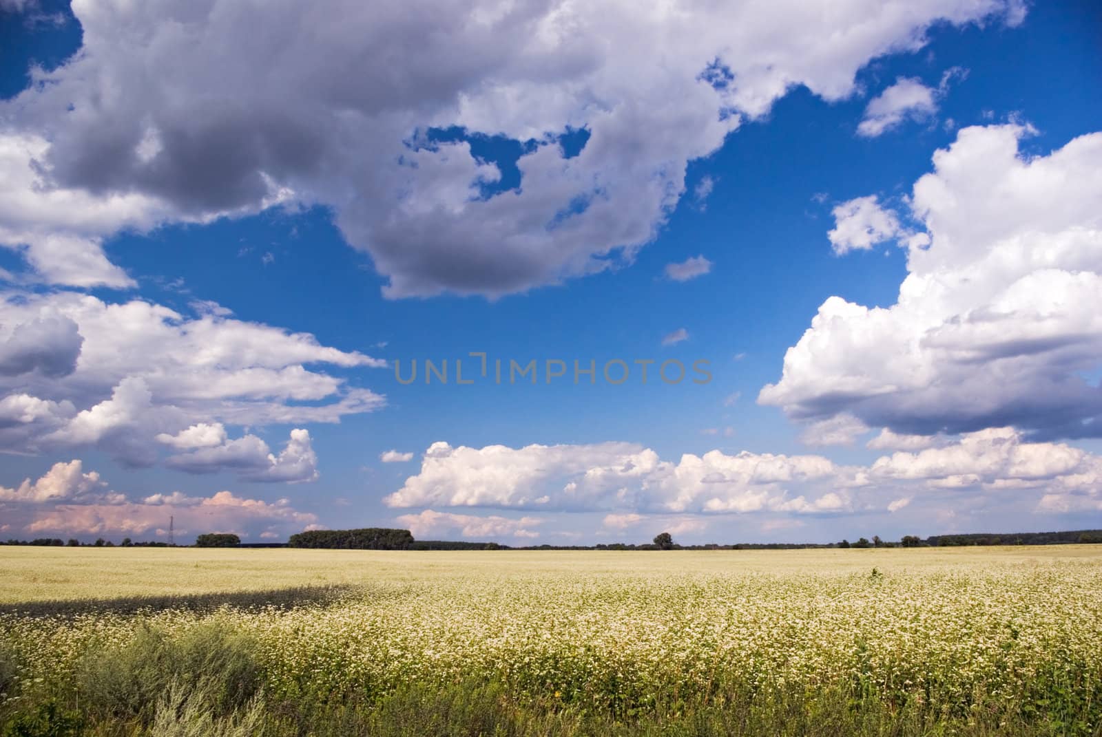 flowering buckwheat field under the blue cloudy sky