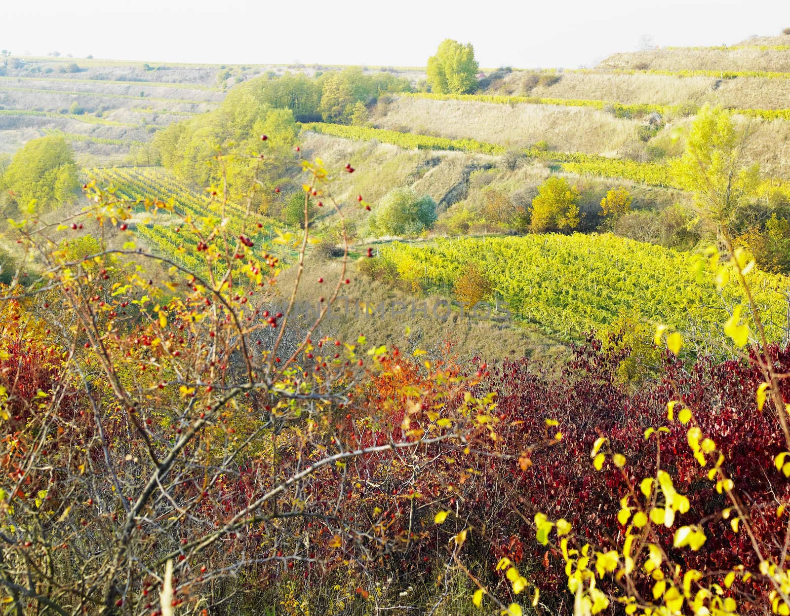 vineyard Jecmeniste, Czech Republic