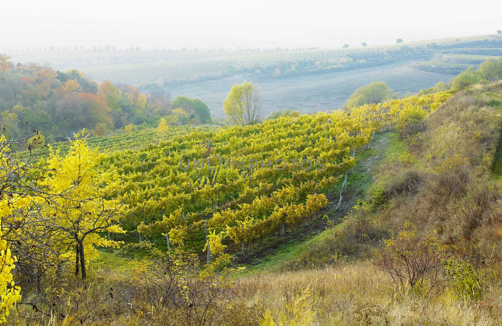 vineyard Jecmeniste, Czech Republic