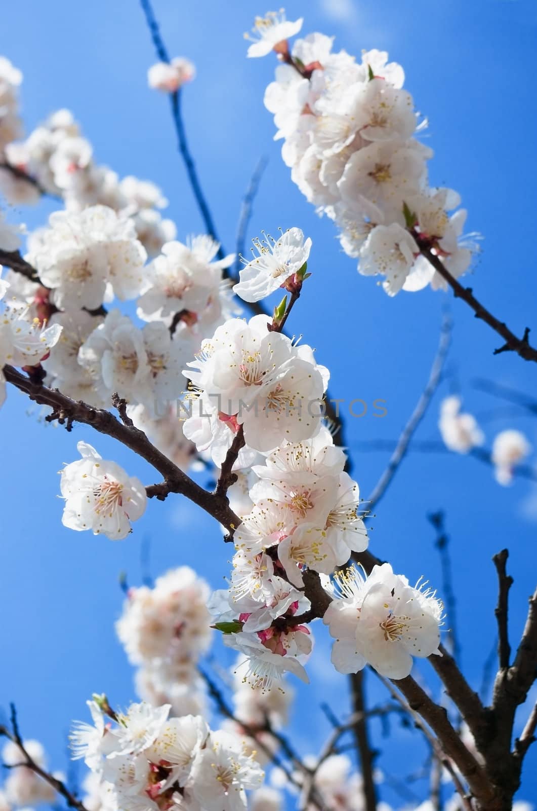 White apricot flowers with blue sky background