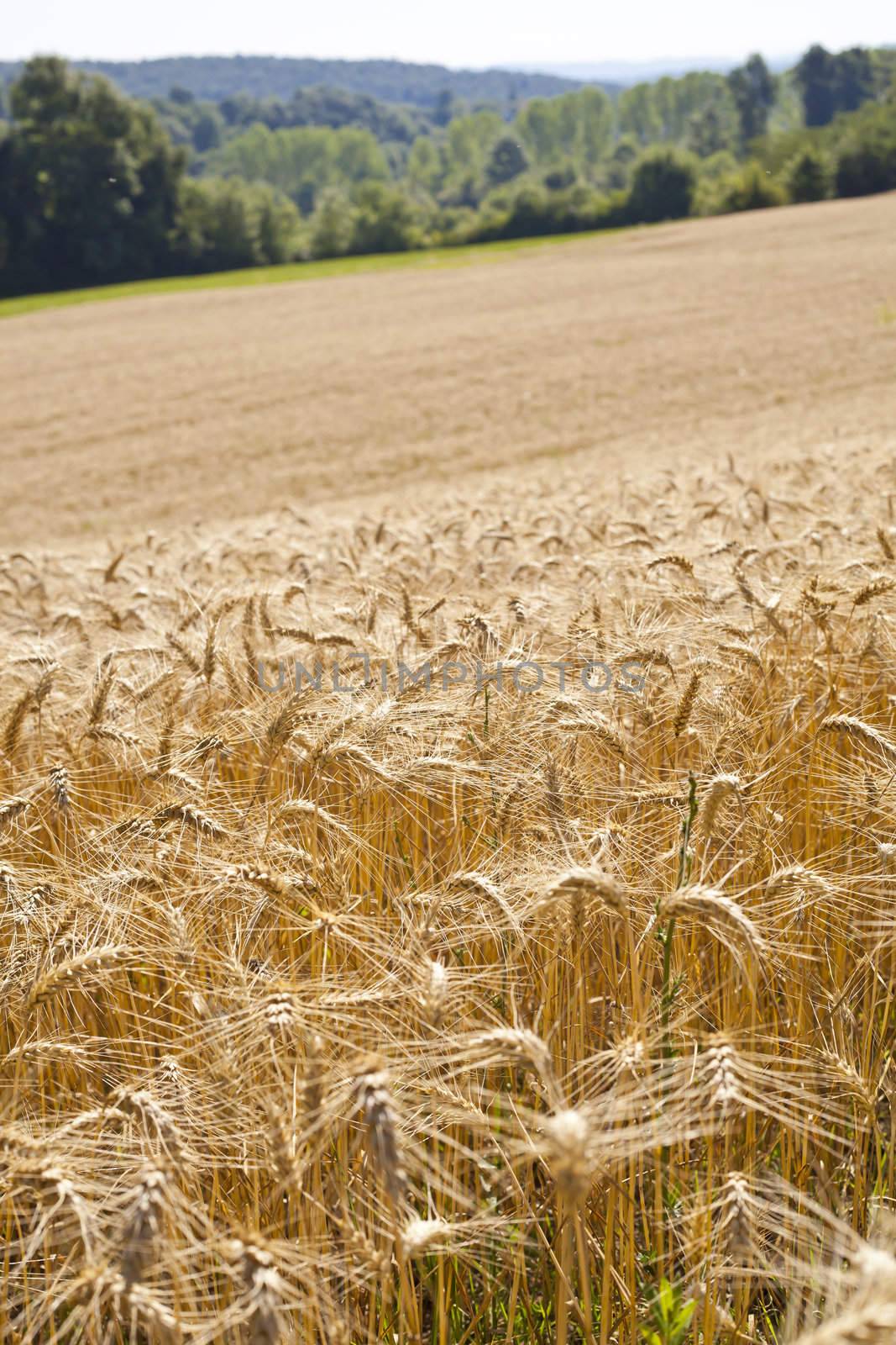 Wheat Field by adamr