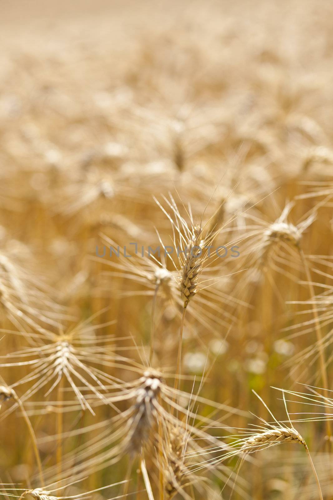 Wheat Field by adamr