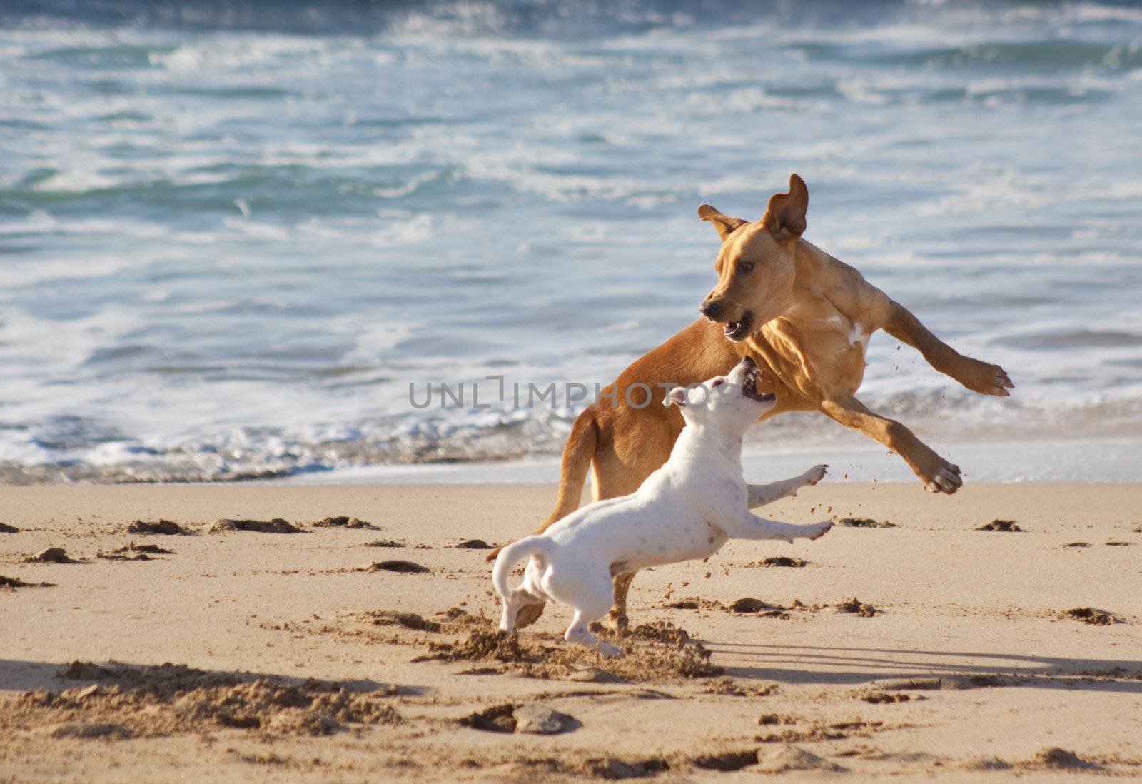 Two dogs playing at the sandy beach.