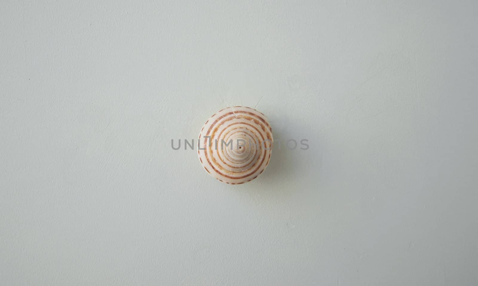 Sea shell decoration by Alminaite