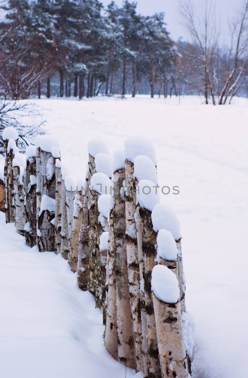 Fence of birch saplings in a snowy field