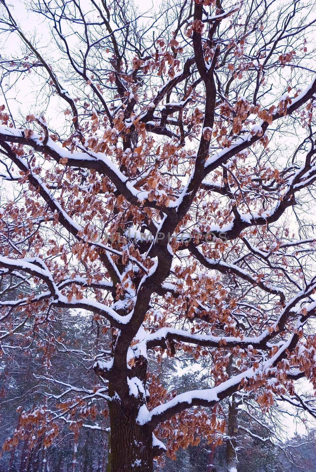 Old oak tree in the snowy winter forest