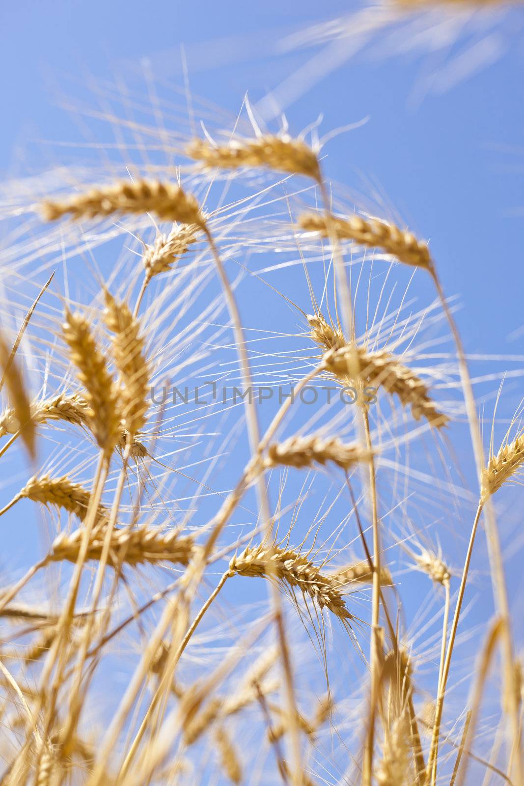 Wheat by adamr