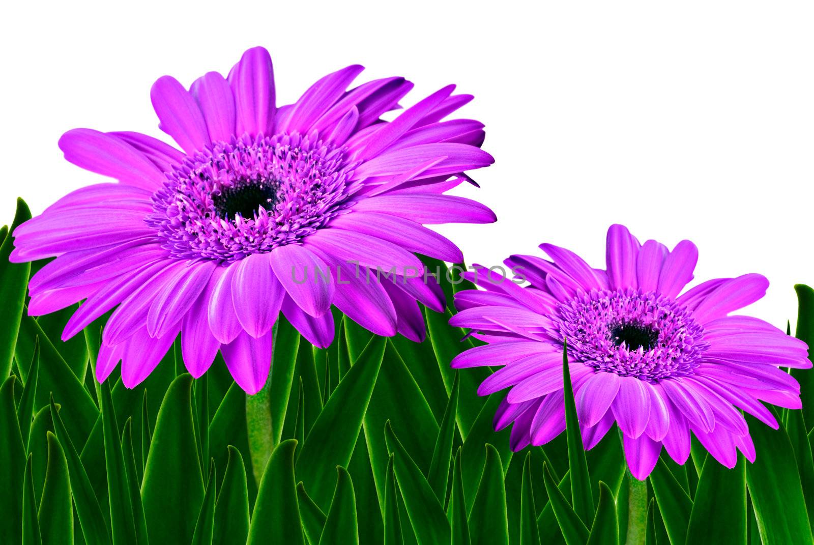 Colorful daisy gerbera flowers in a field - spring background