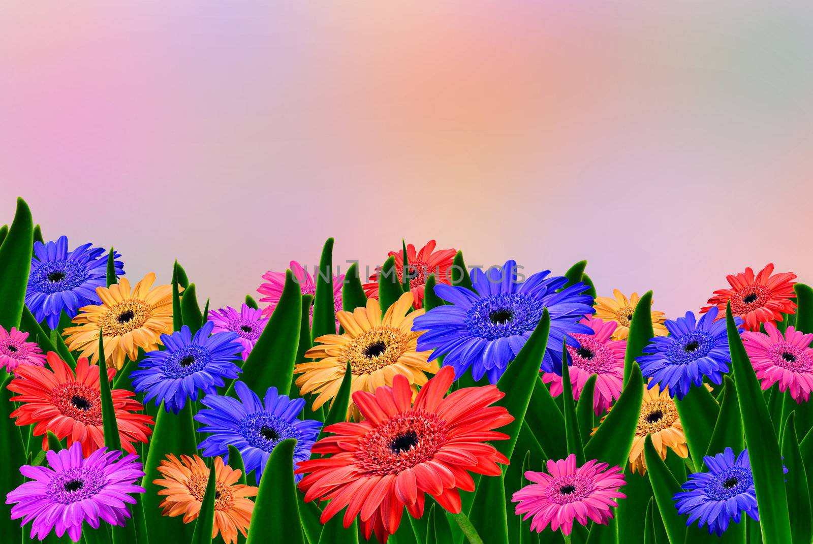 Colorful daisy gerbera flowers in a field - spring background