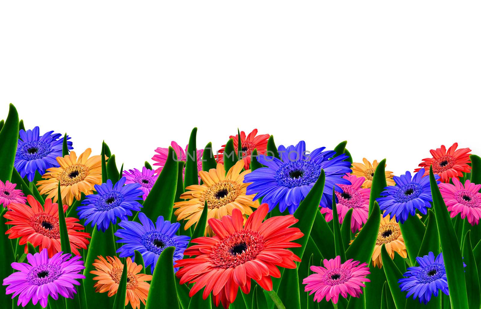 Colorful daisy gerbera flowers in a field - spring background