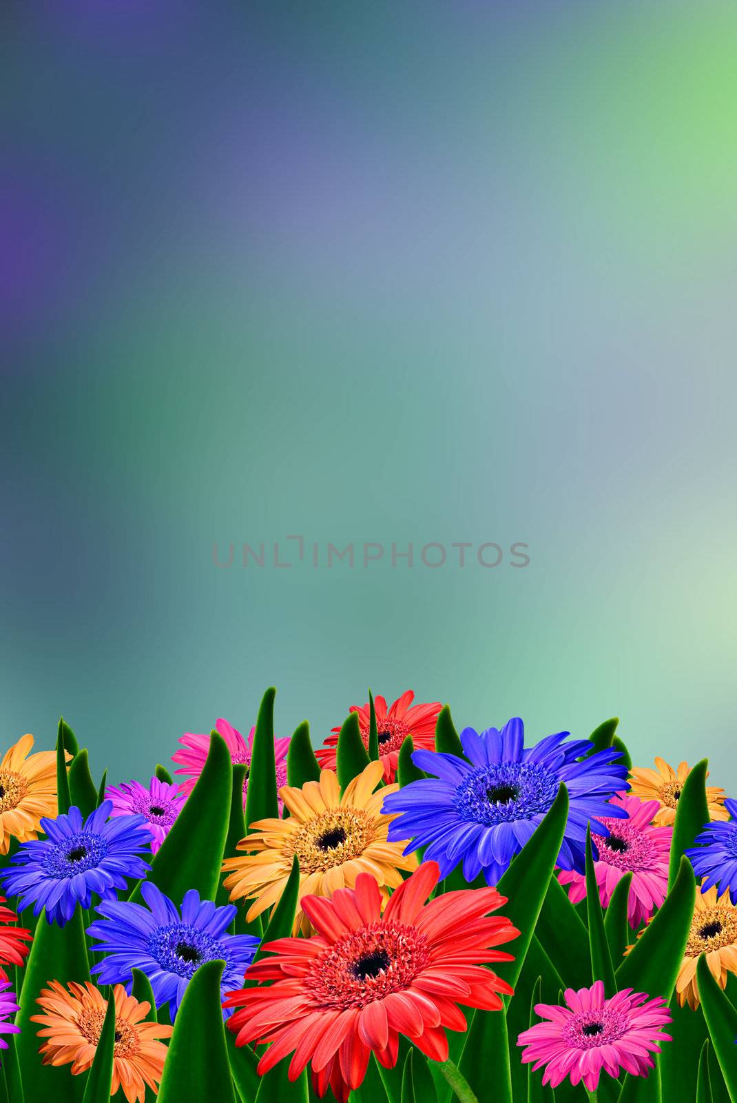 Colorful daisy gerbera flowers in a field - spring background