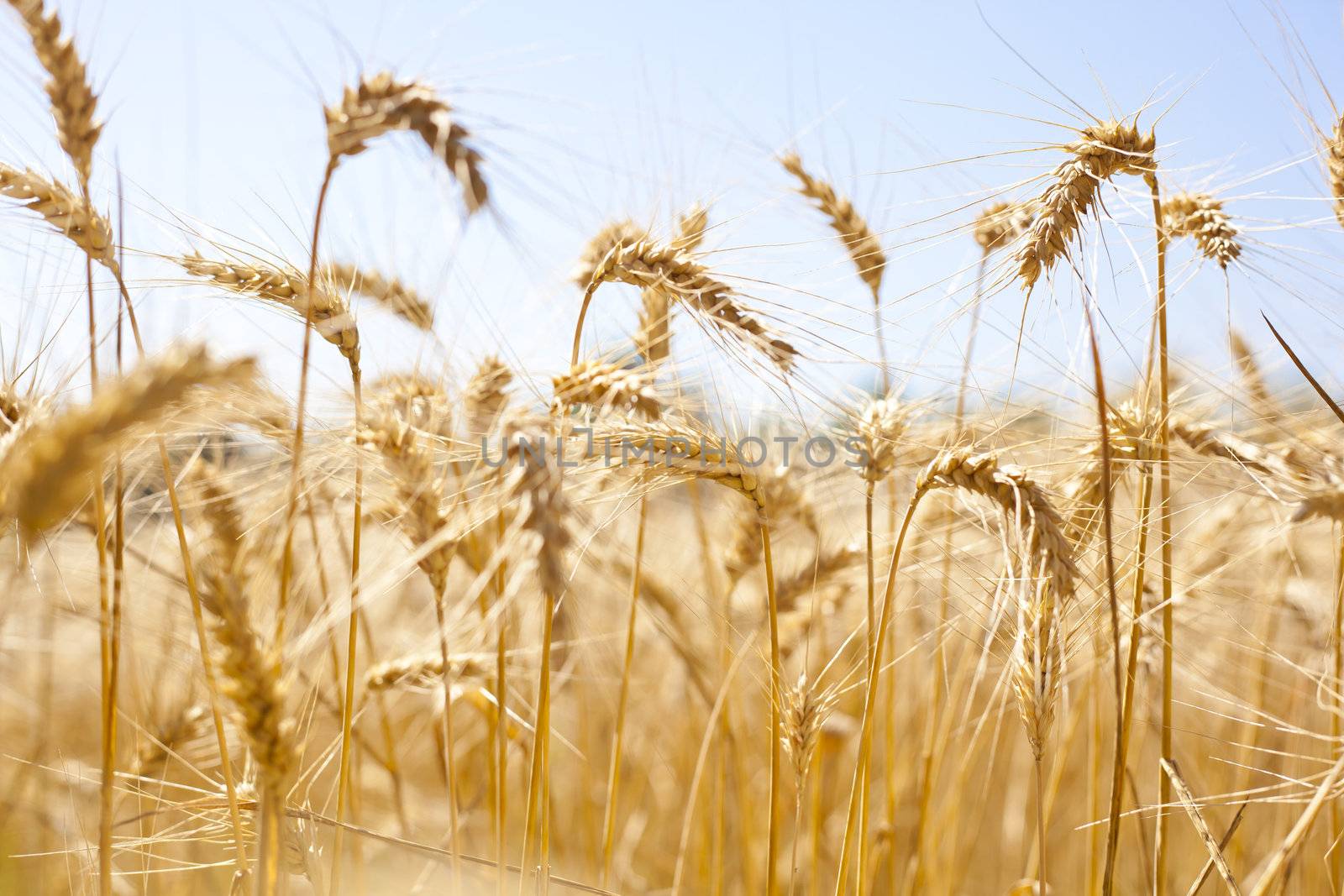 Wheat filed in summer