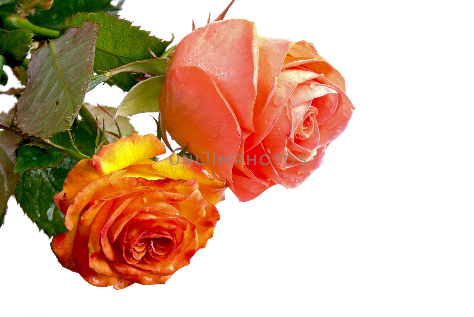 
red roses on a white background