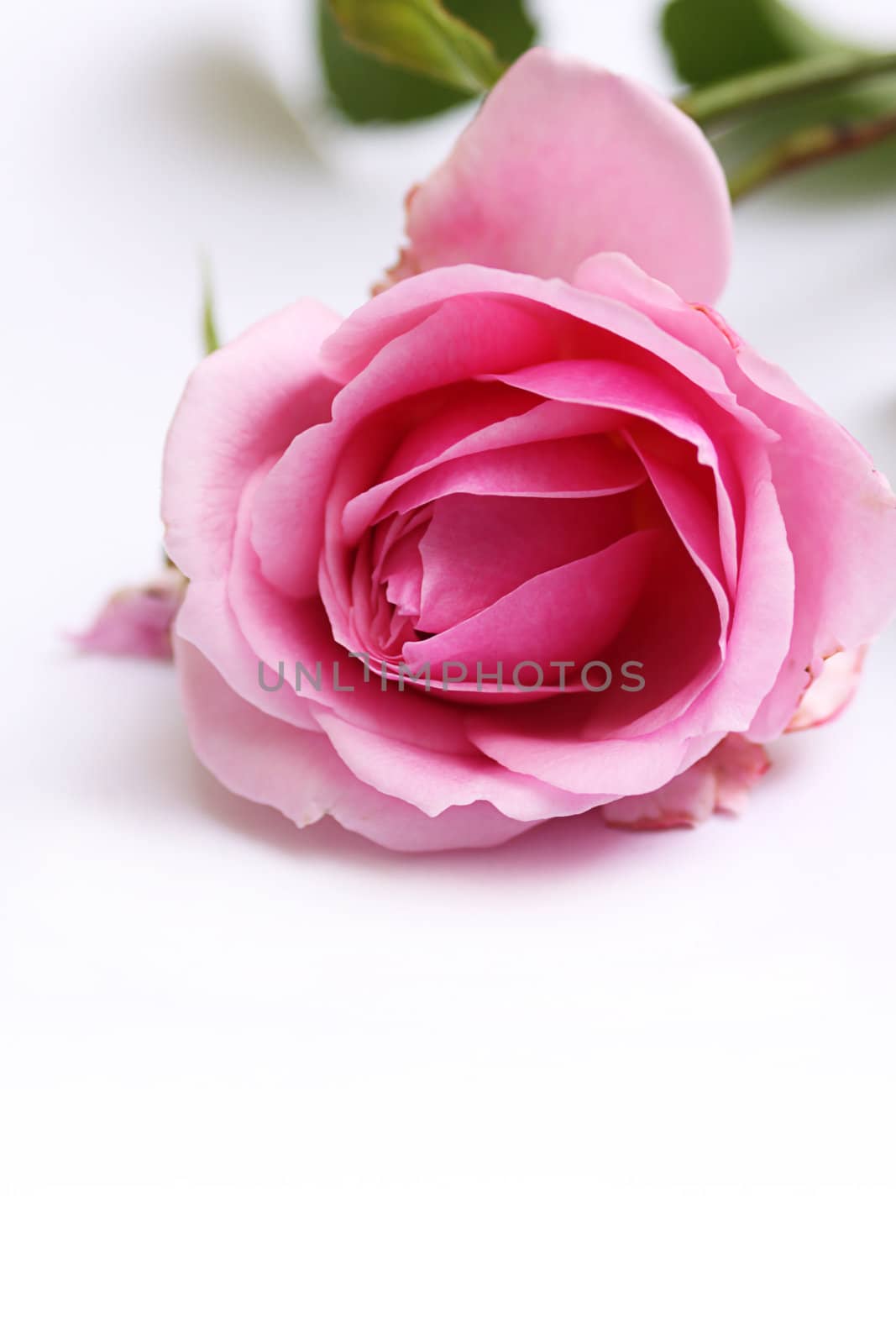 A single pink rose set on a white background on a portrait format with clear copy space available below.