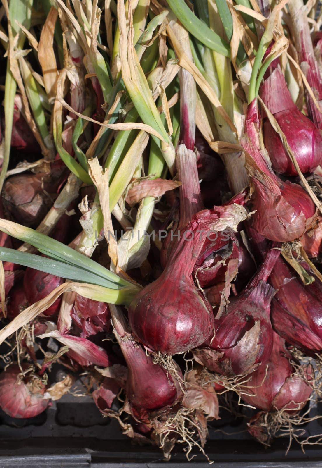 Freshly harvested organically grown red onions, variety Red Baron. Onions lying in the sun drying out prior to storage.