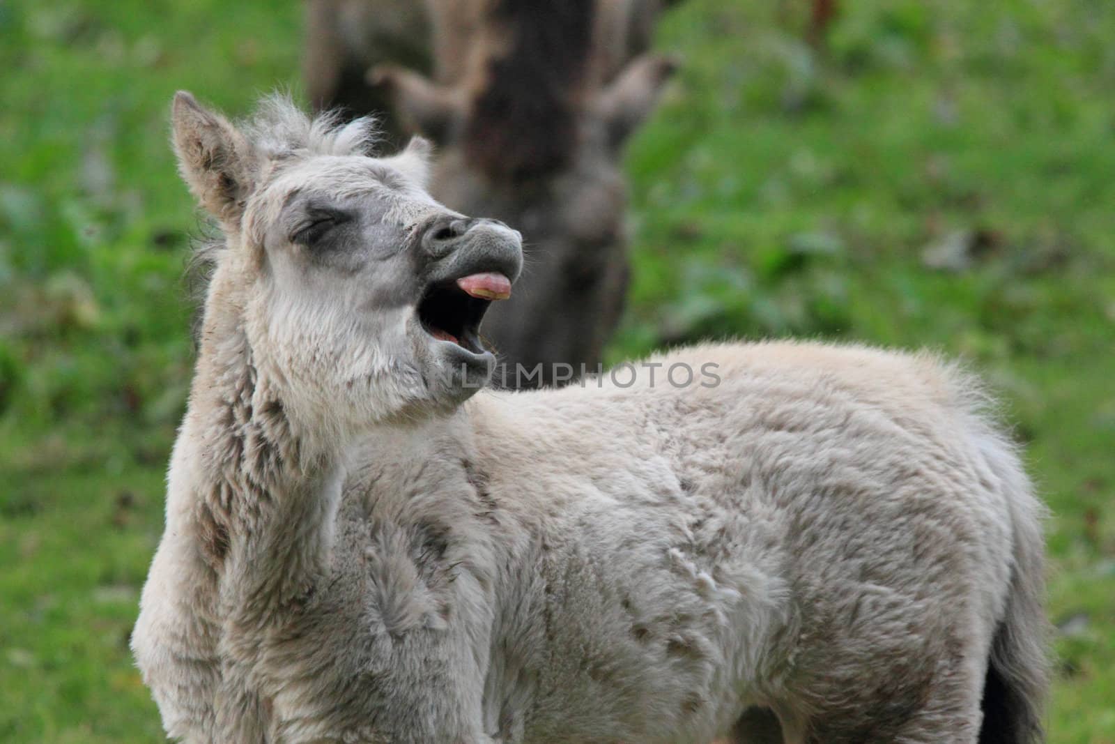 whinning tarpan foal