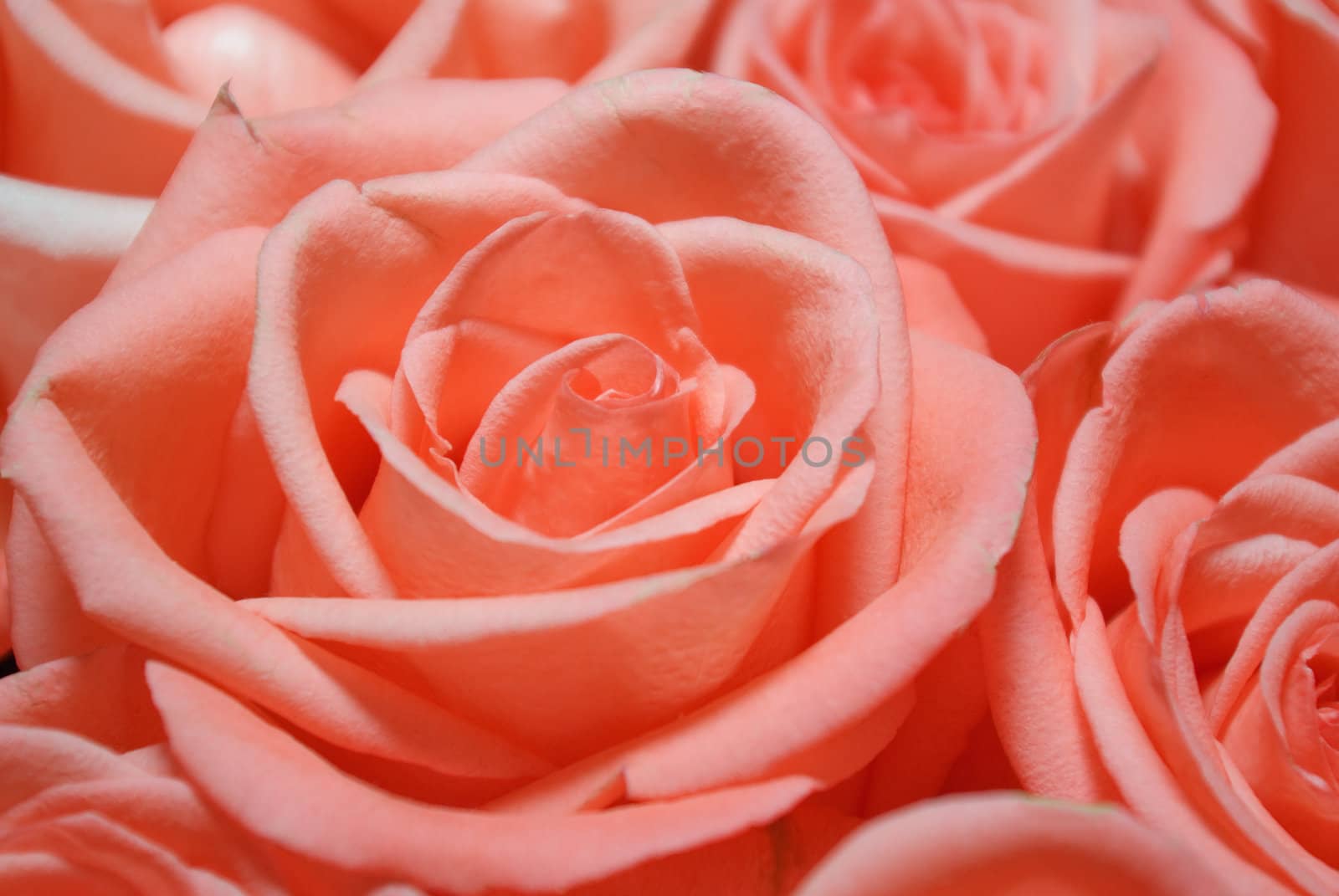 bouquet of red roses closeup