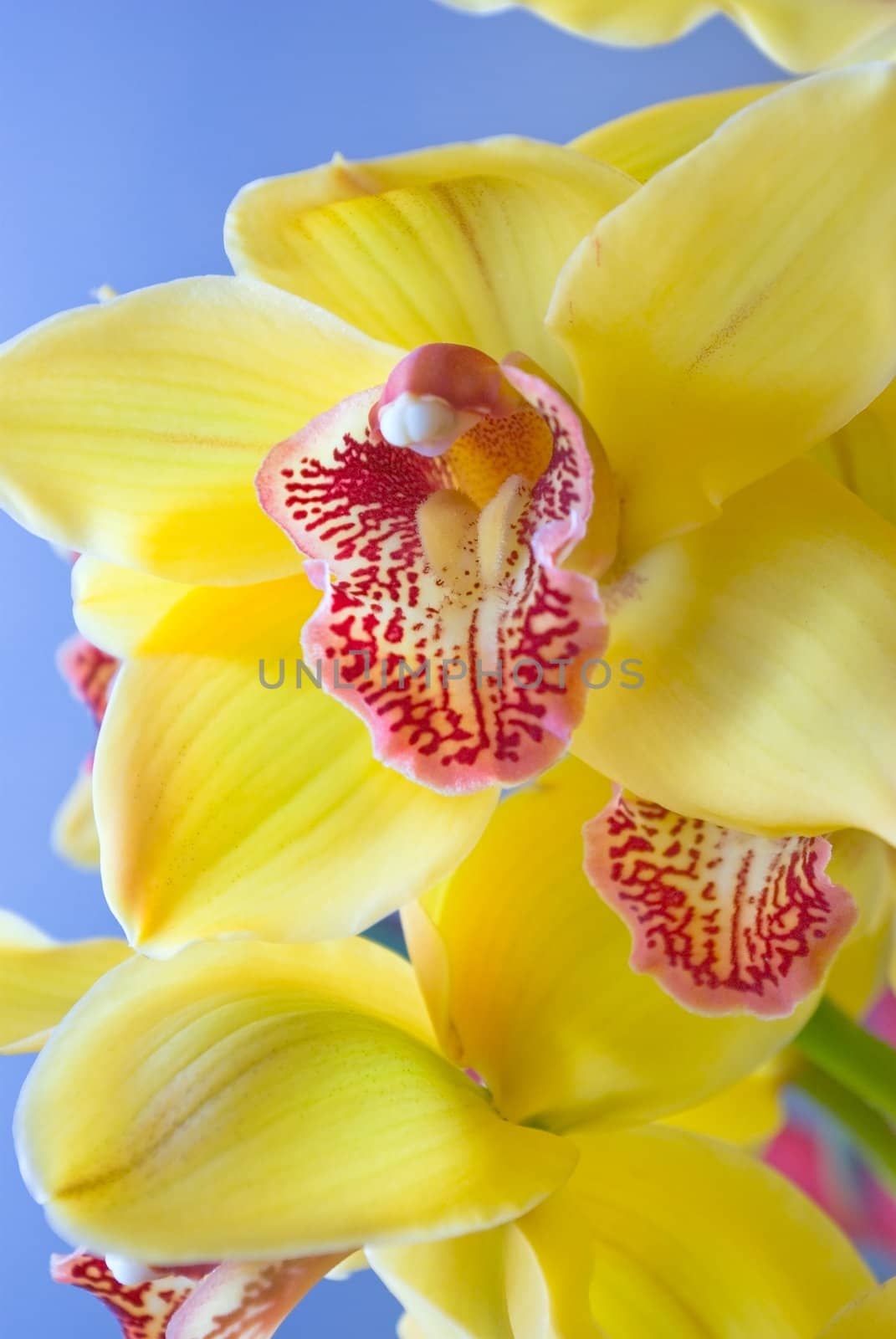 yellow orchid flowers on a blue background