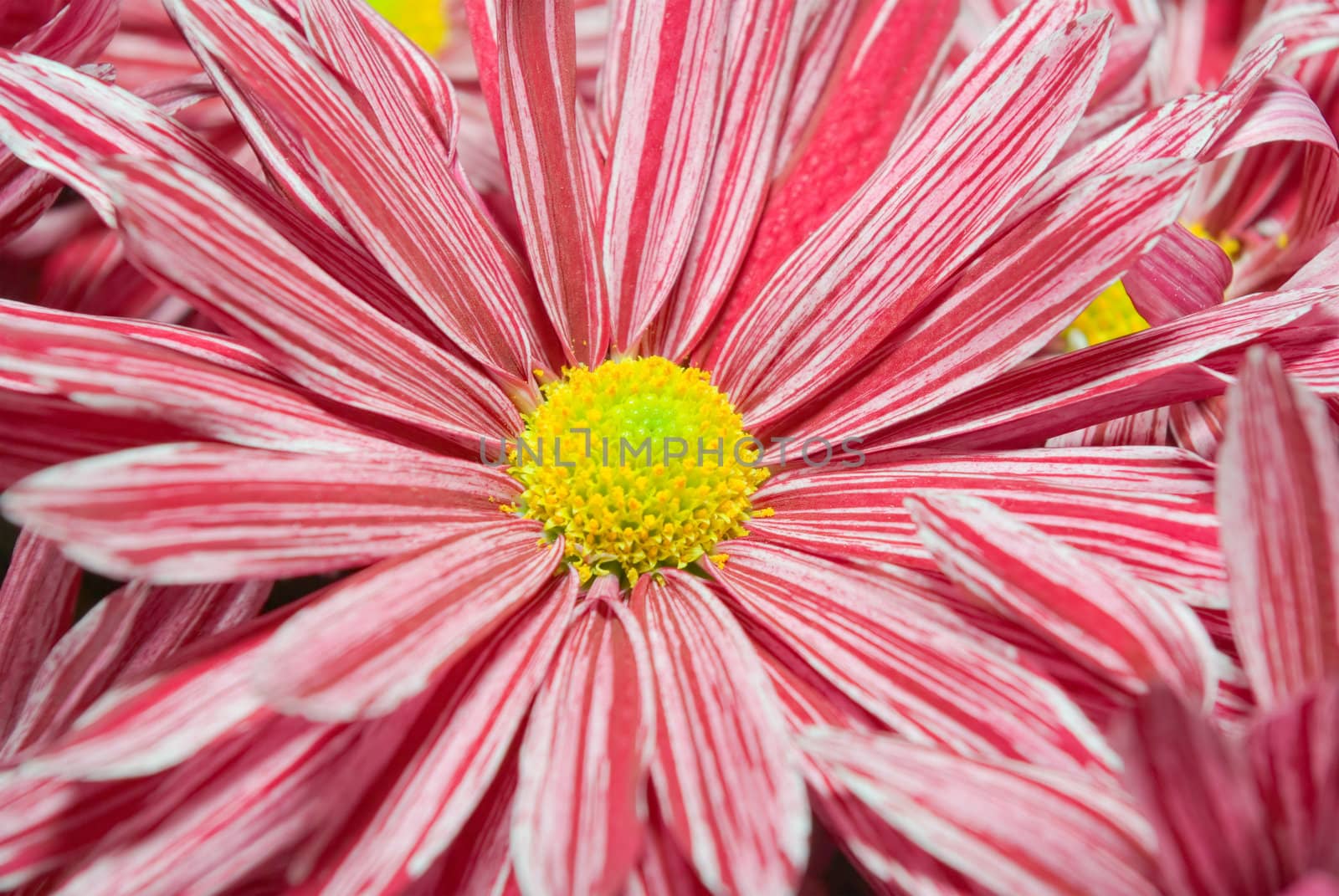 Pink Chrysanthemum in the garden.