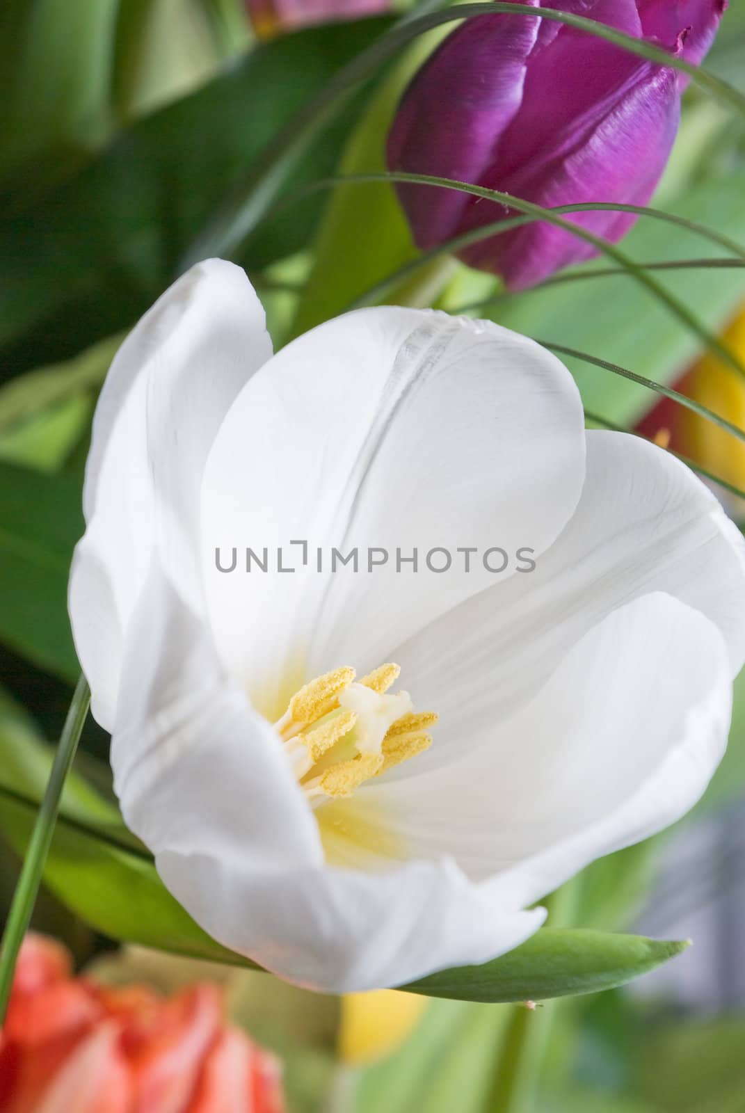 Big white tulip blooms in the garden