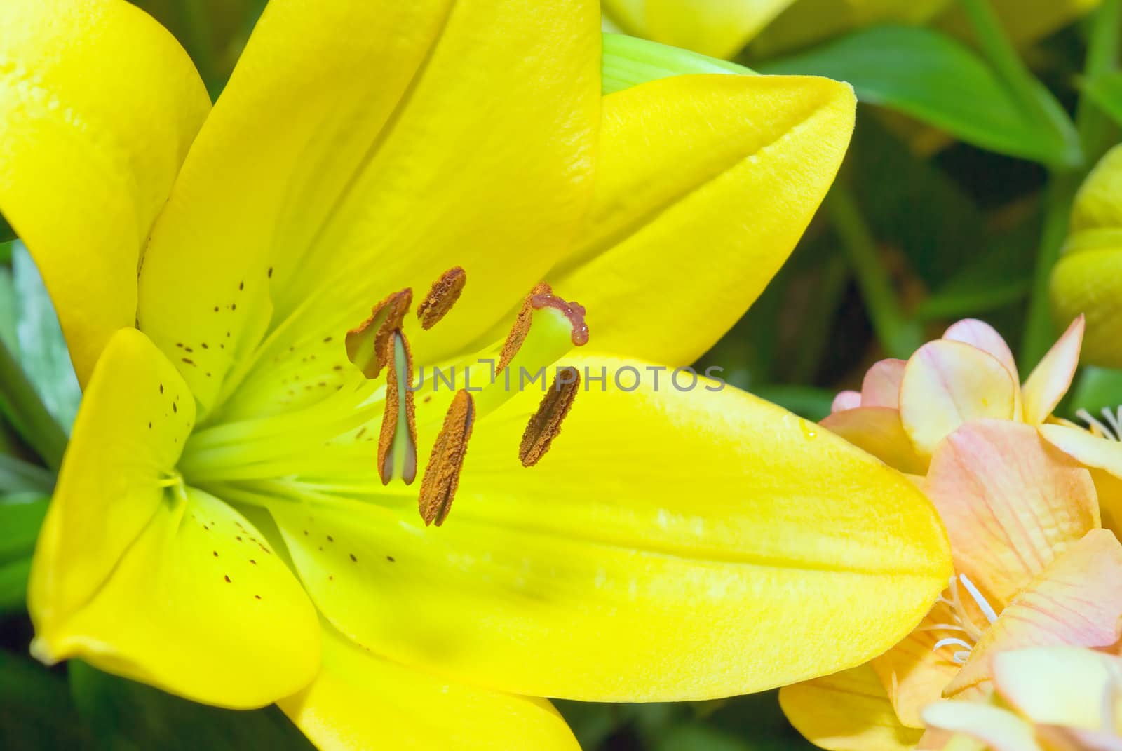 Large yellow flower growing in the garden