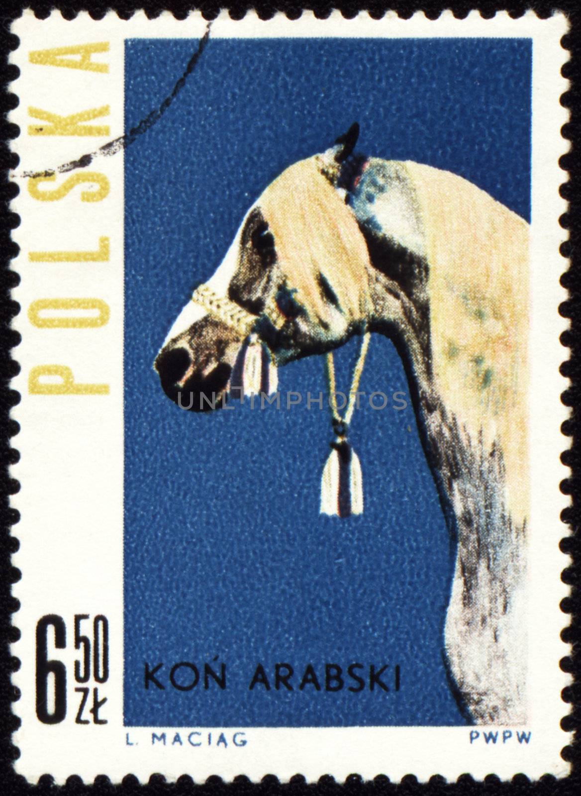 POLAND - CIRCA 1963: stamp printed in Poland shows Arabian horse, circa 1963