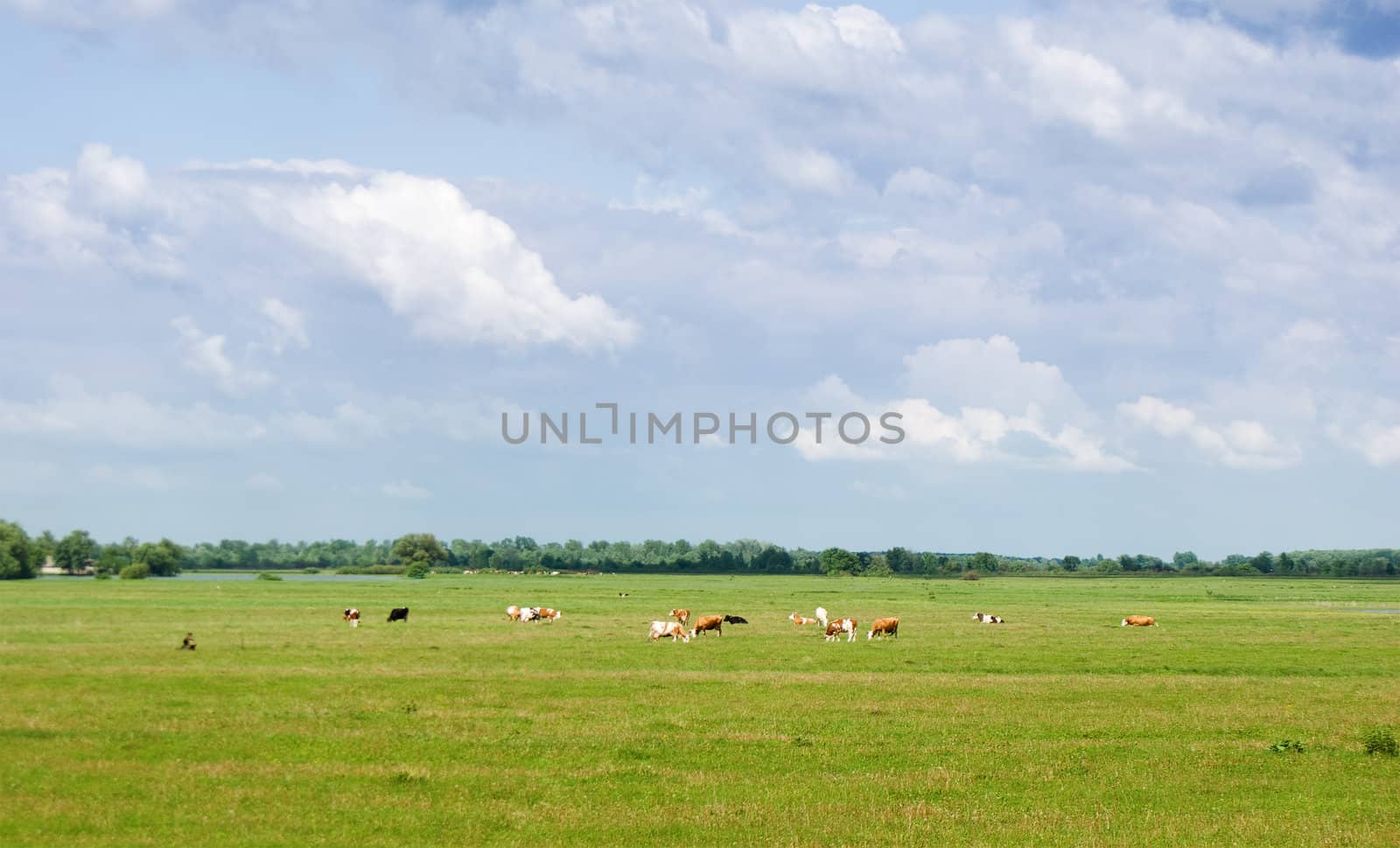 Cows in a beautiful dandelion covered field.