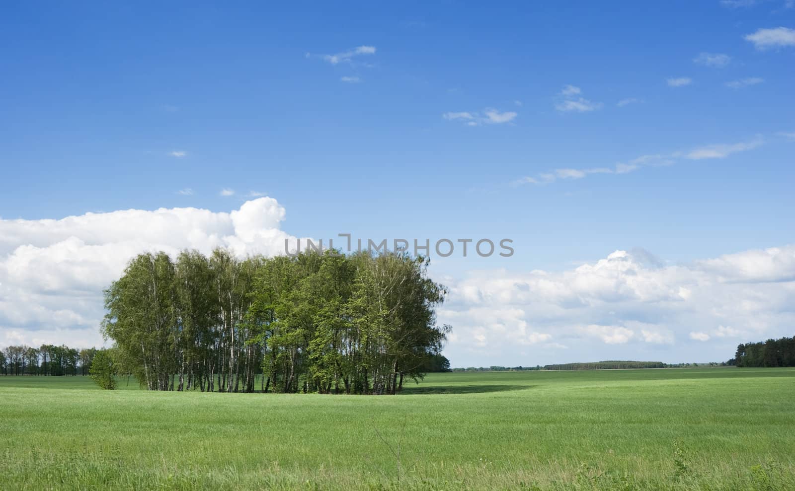 summer landscape with bush and blue sky 