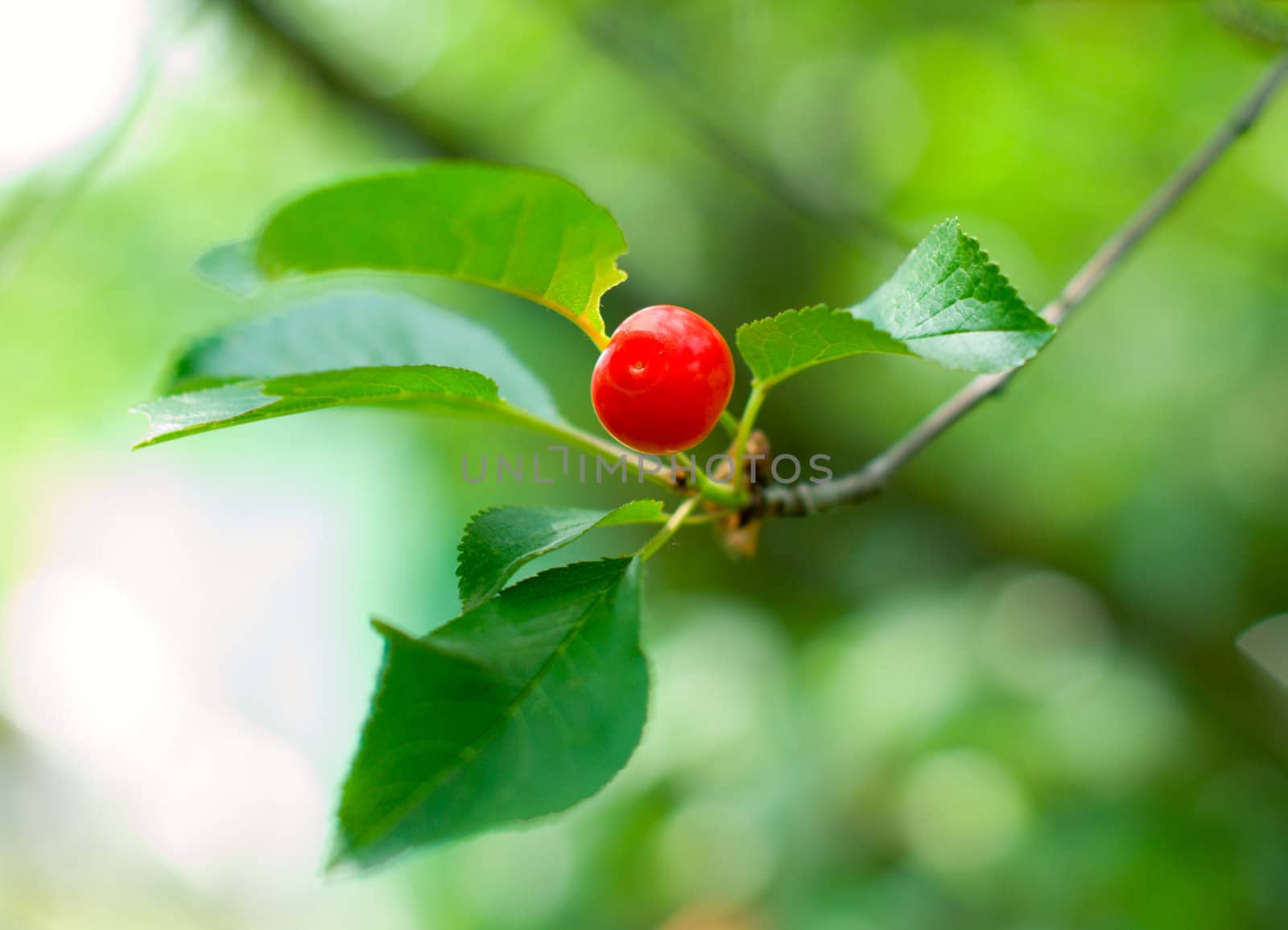 Ripe cherry on a tree branch