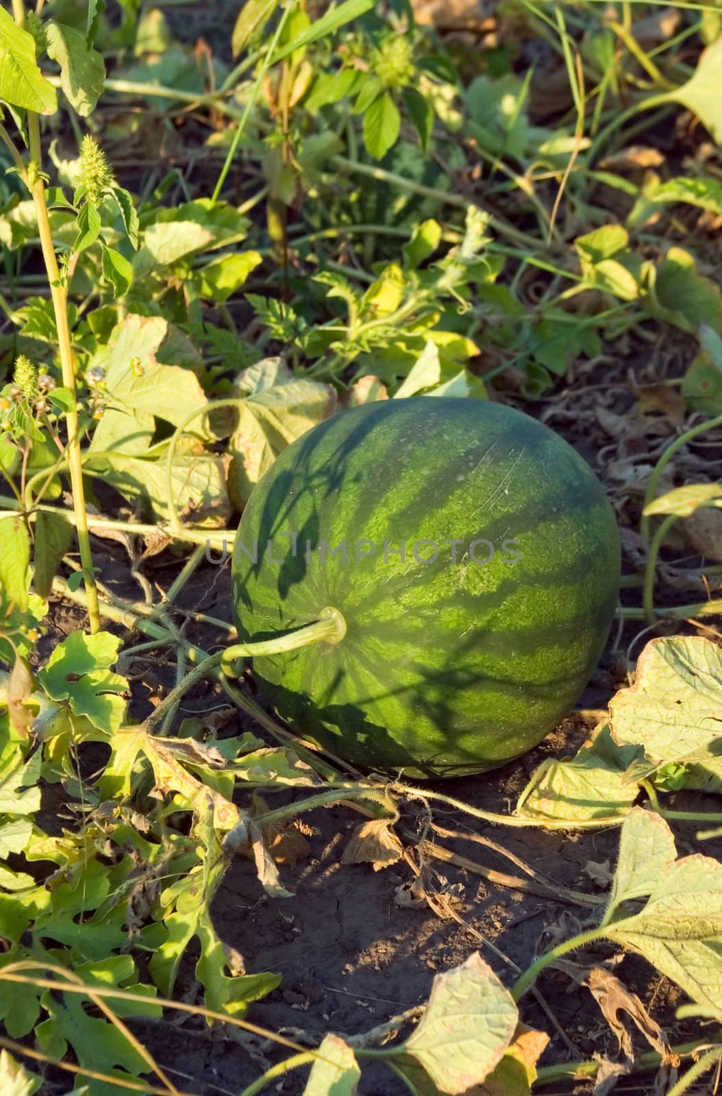 ripe melon is not removed from the garden