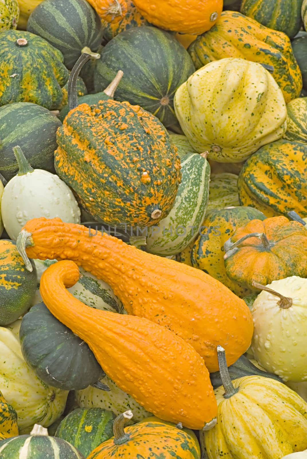 Vegetables Harvest of all kinds of pumpkins