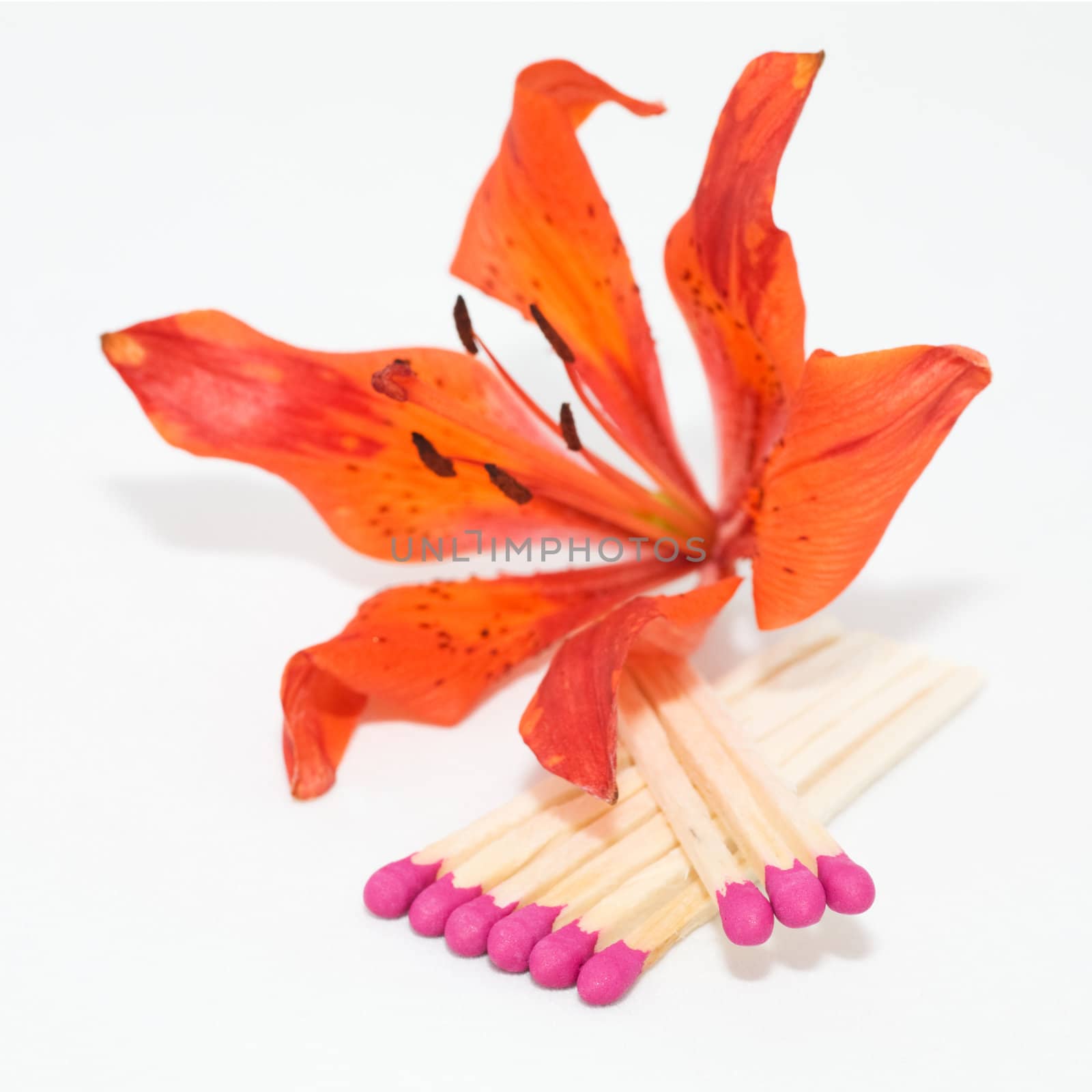 Group of matches and orange lily on white 