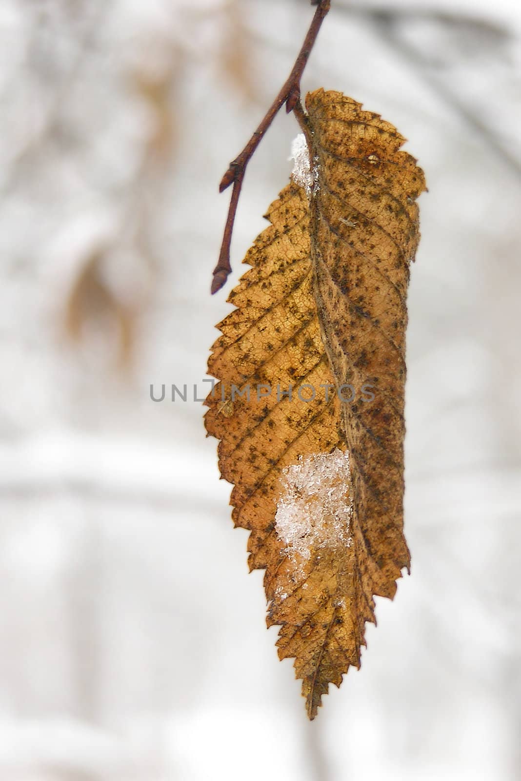 An autumn leaf in a cloudy day