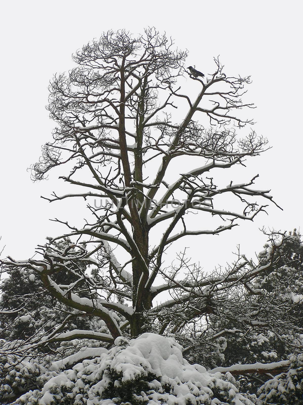 The bare winter tree in the snow      