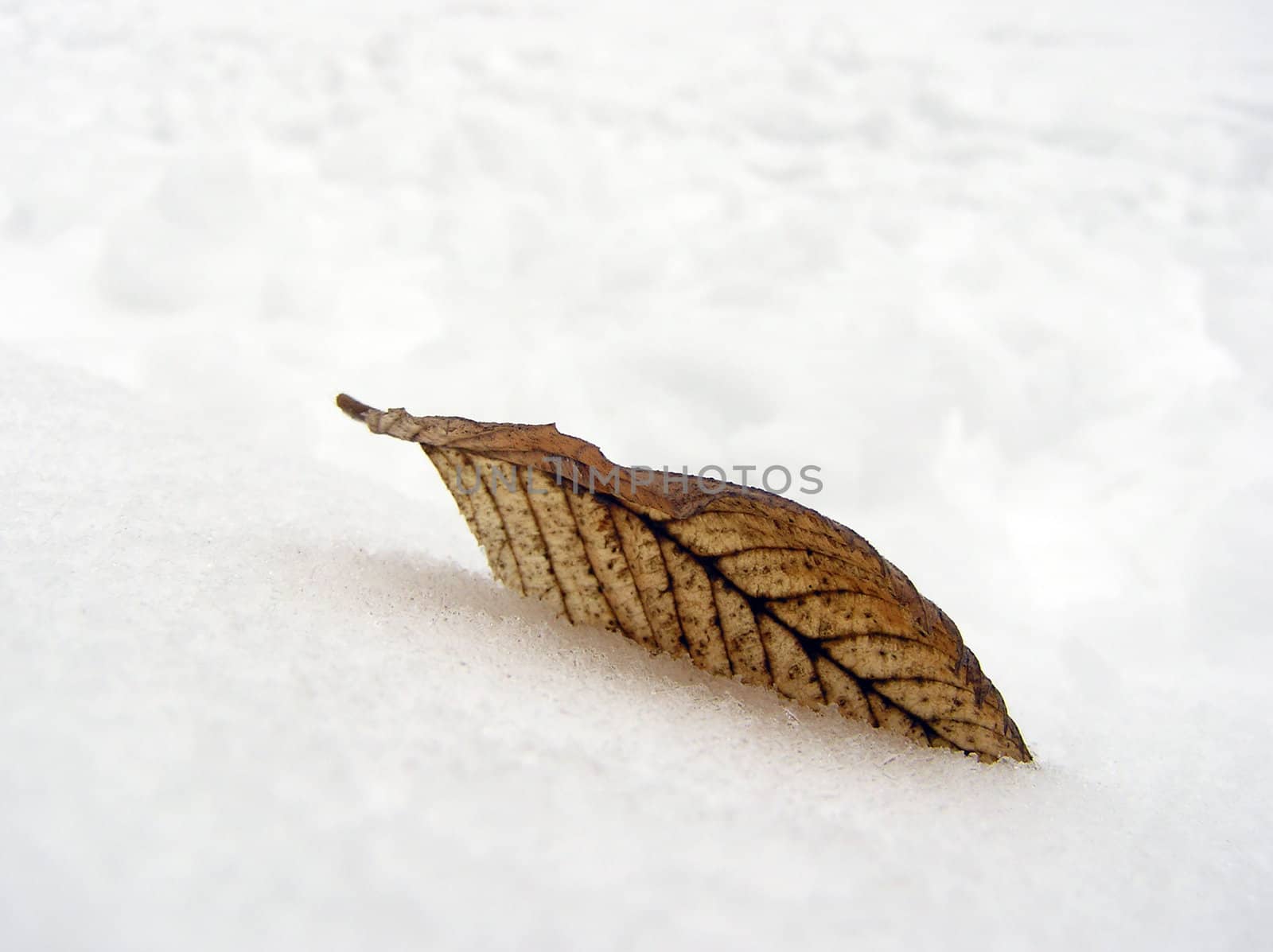 The yellow leaf on the snow background
