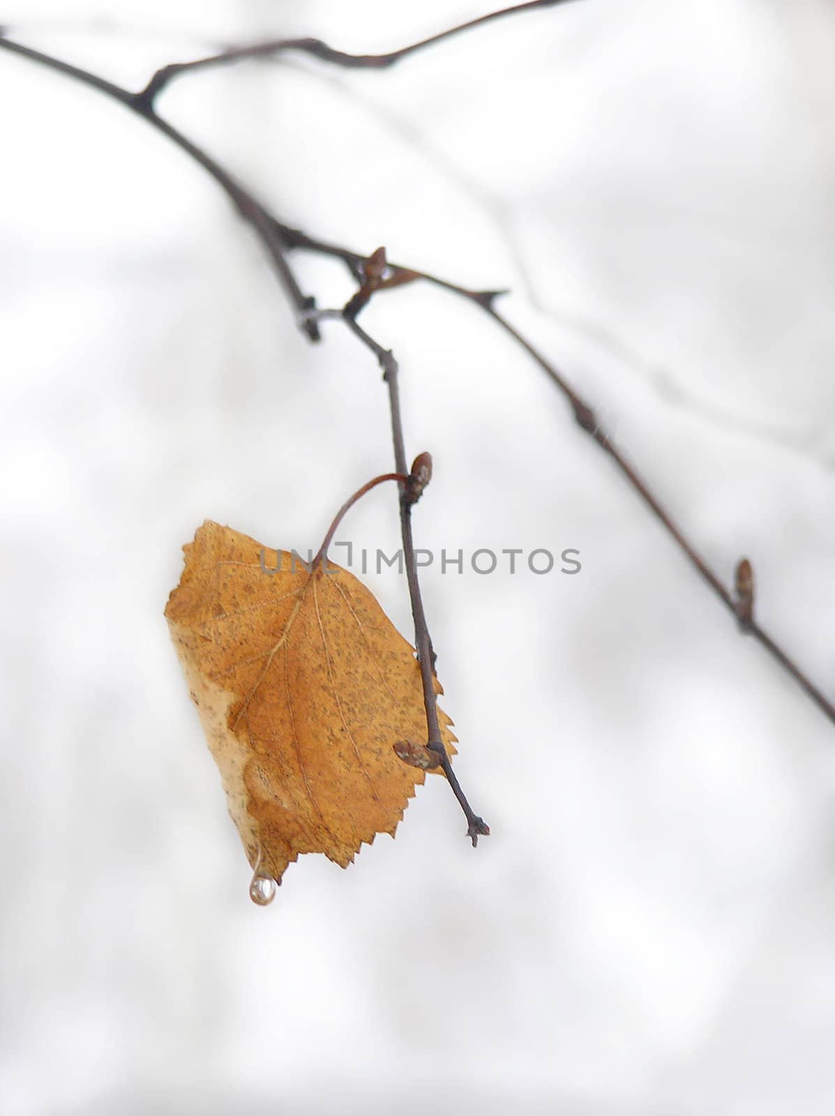 The yellow birch leaf in a foggy day    