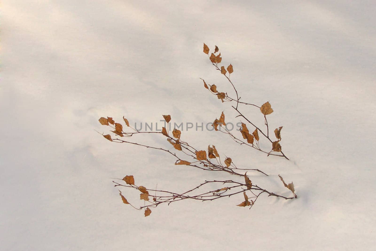 The branch of a little birch in the deep snow