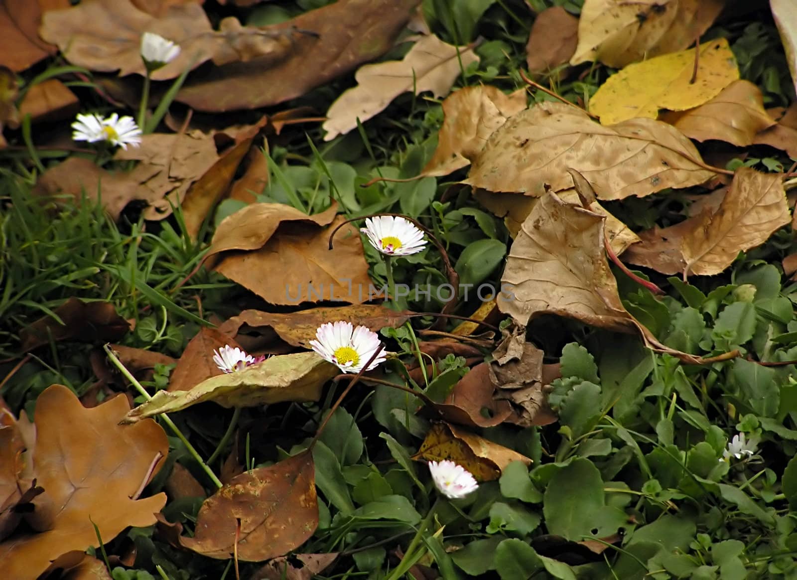 Flowering daisies side by side with brown autumn leaves