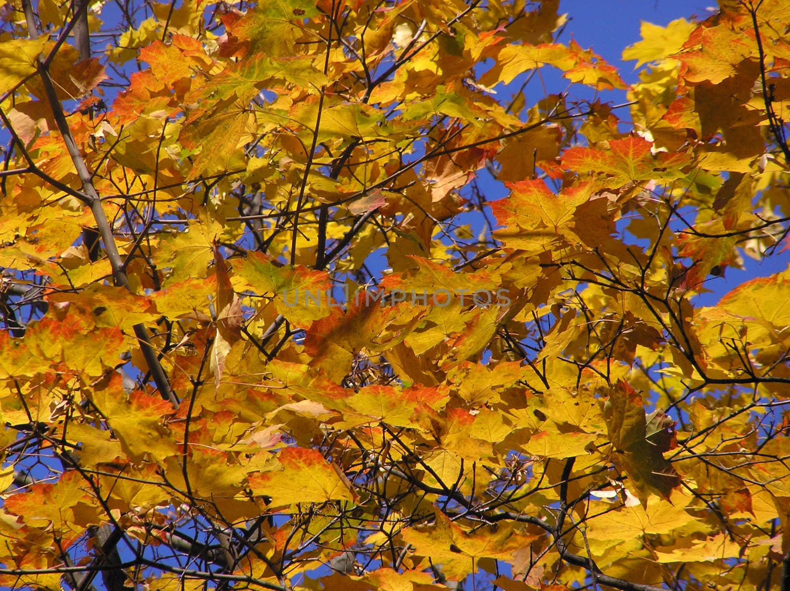 Yellow and red maple leaves in a sunny autumn day    