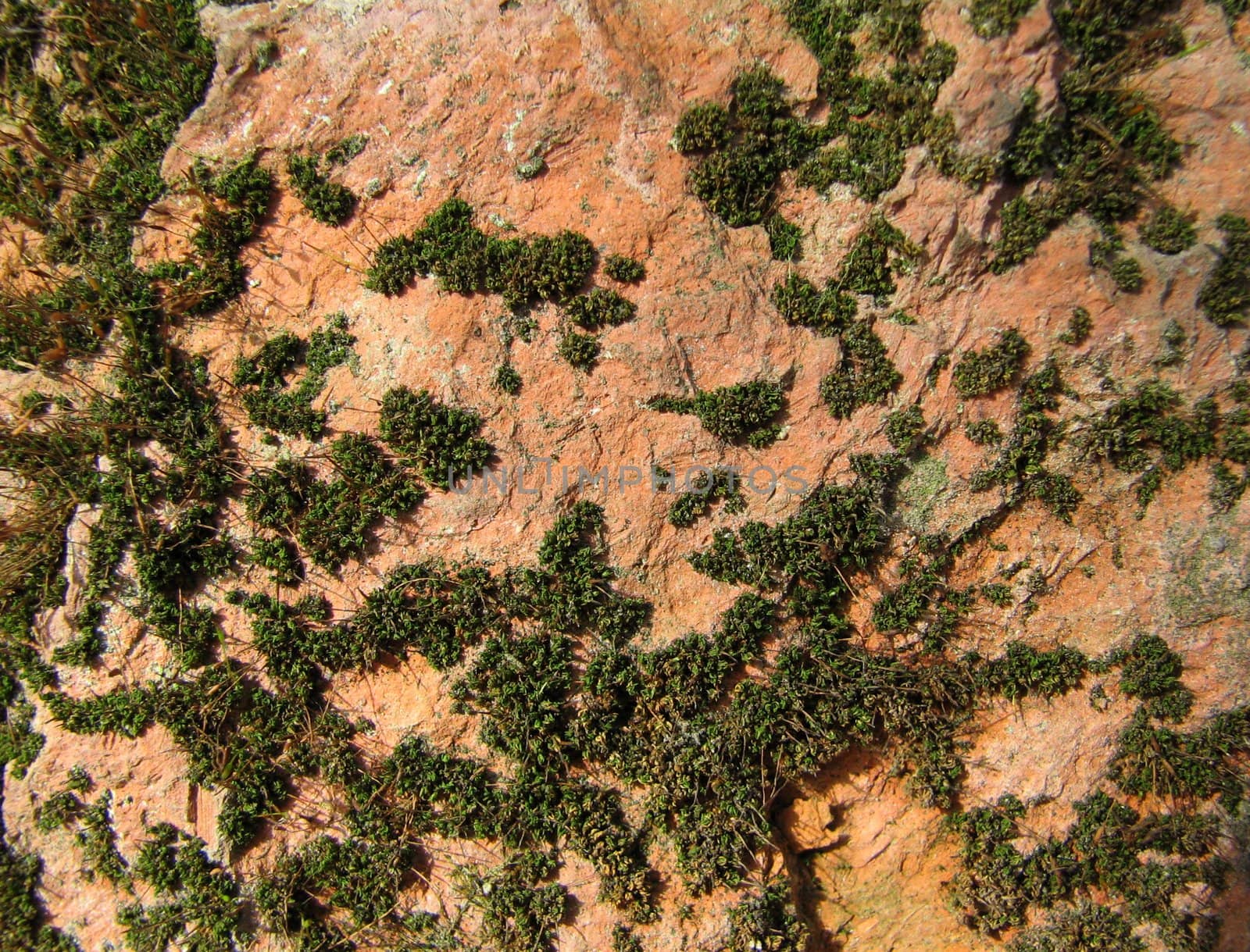 The brick covered with moss for texture or background