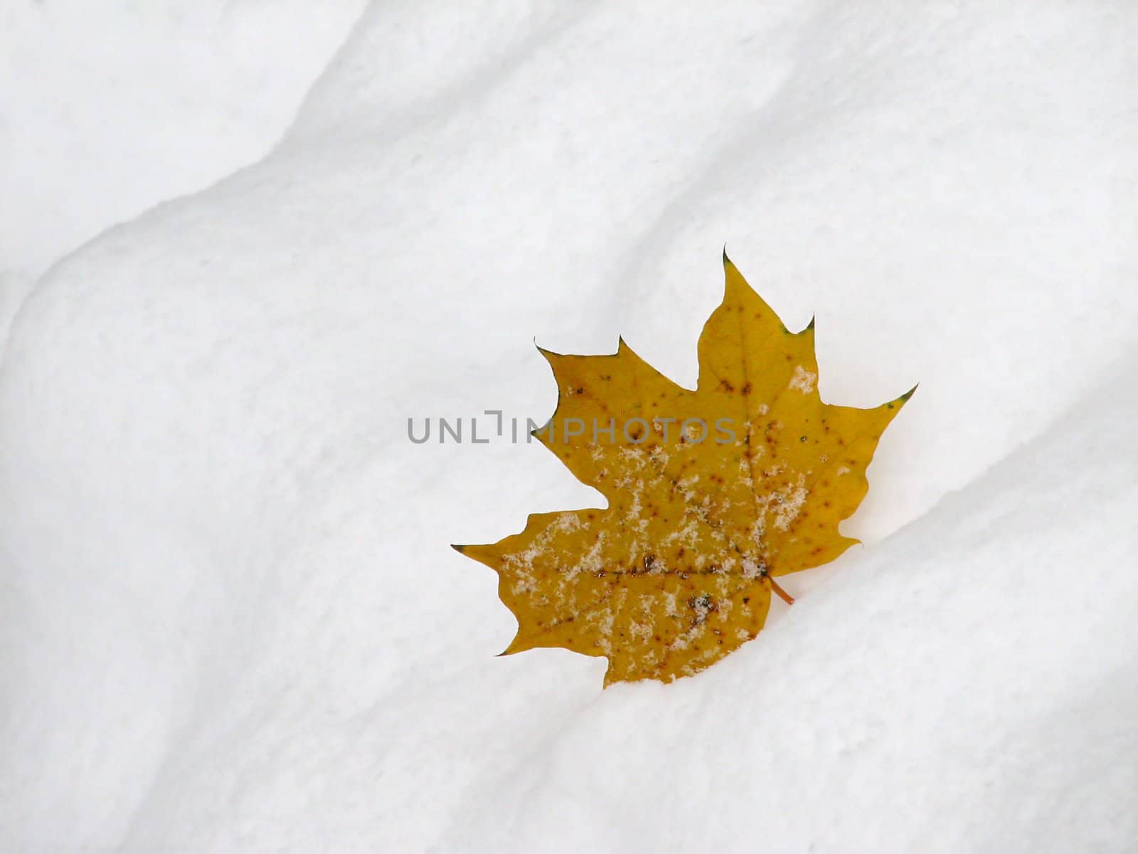 The yellow maple leaf on the snow background
